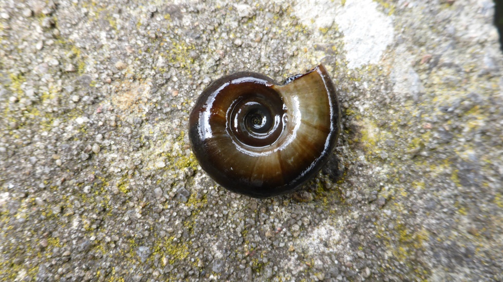 Posthoornslak (Planorbarius corneus)