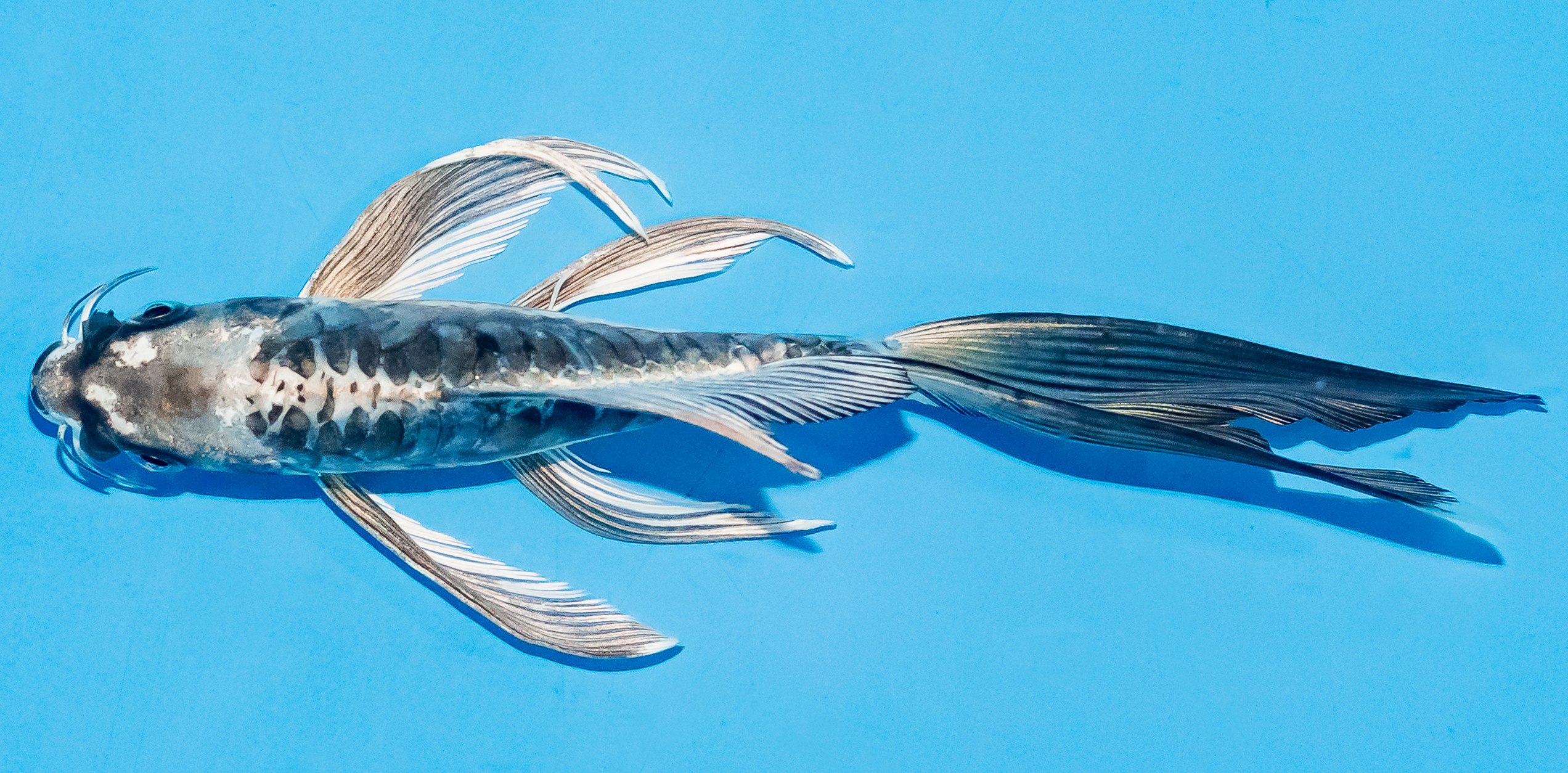 Butterfly Koi 14-17cm Nr. 7408