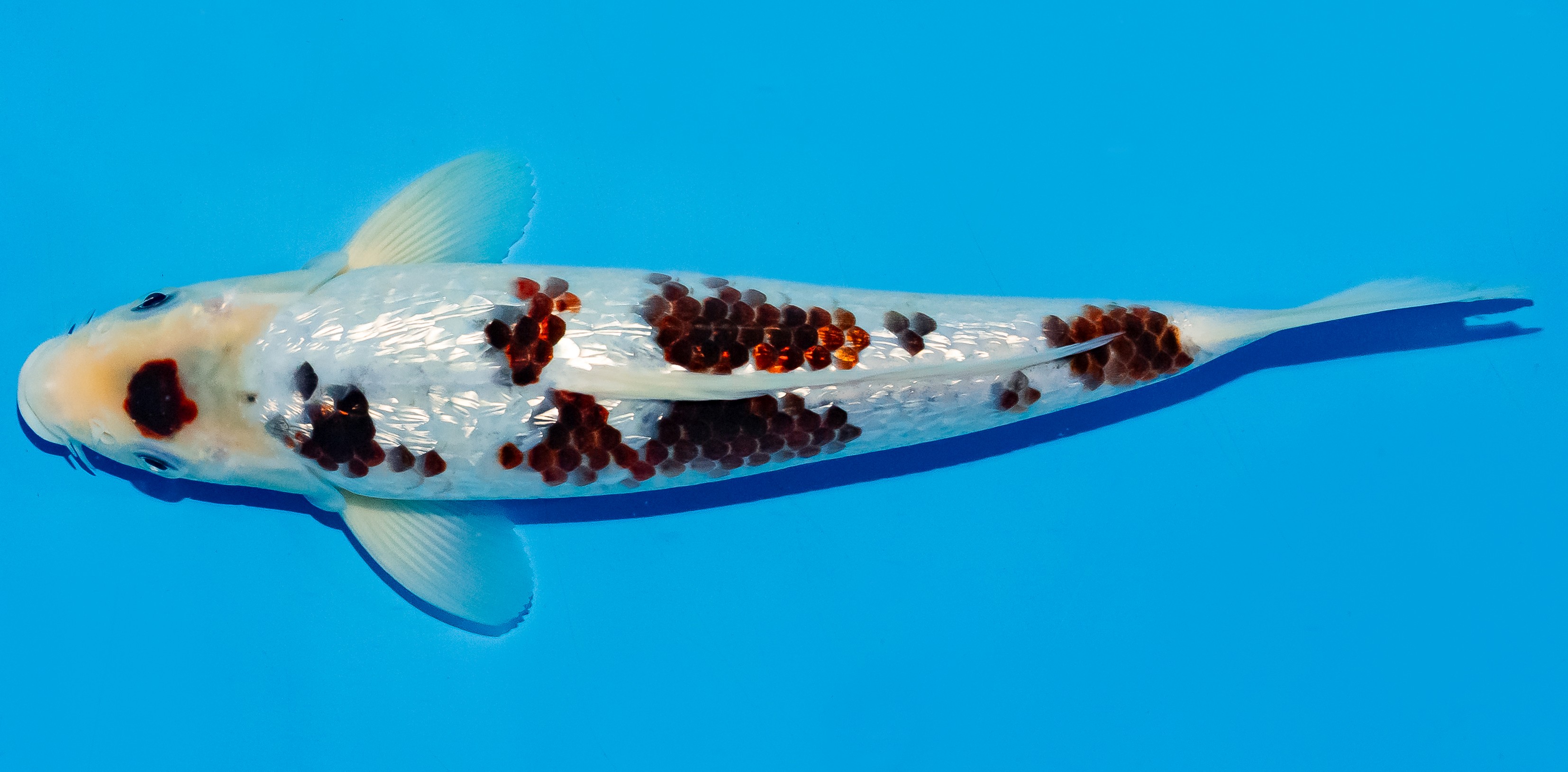 Koi 25-30cm Nr. 5308