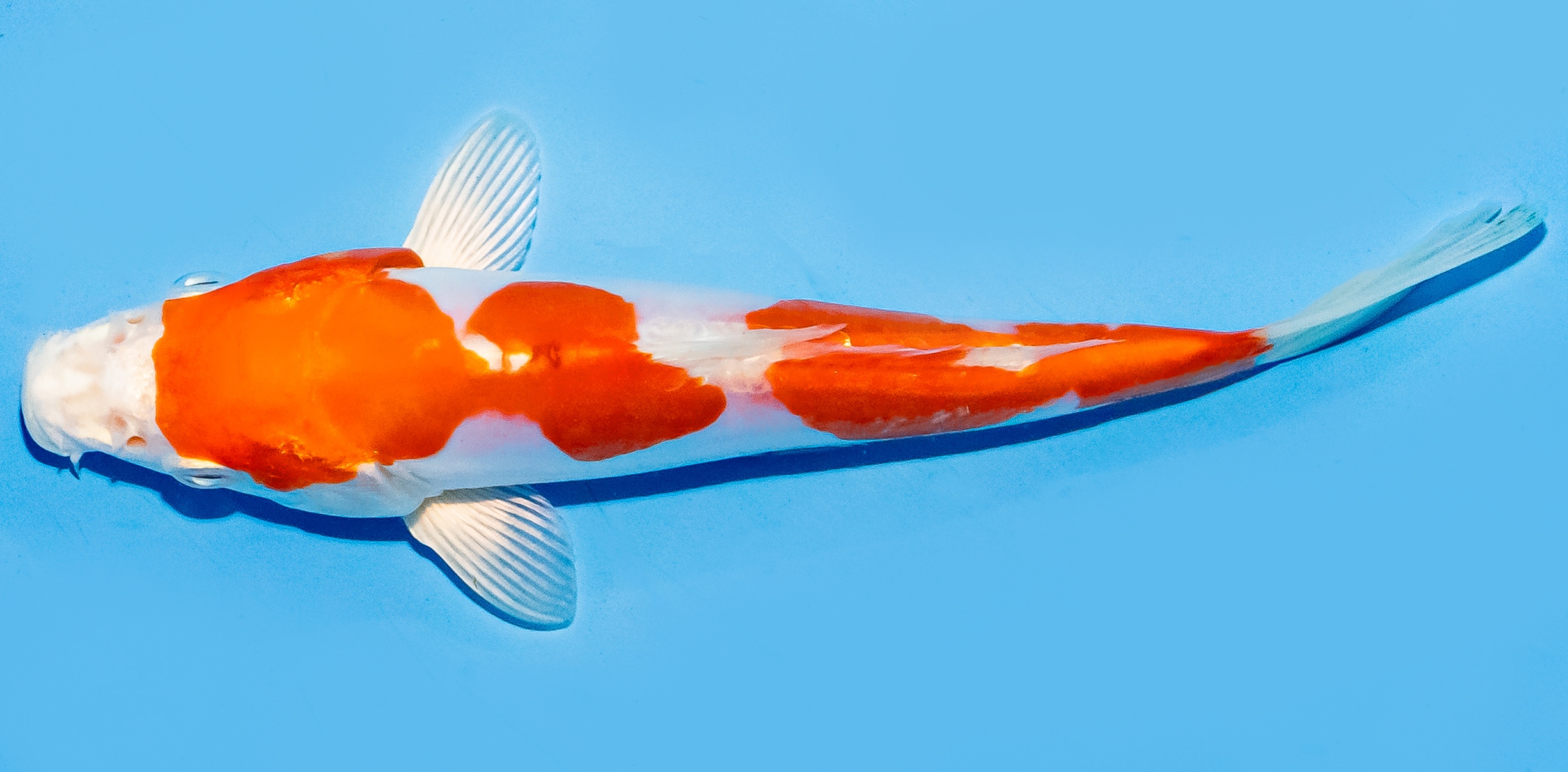 Koi 17-20cm Nr. 8782
