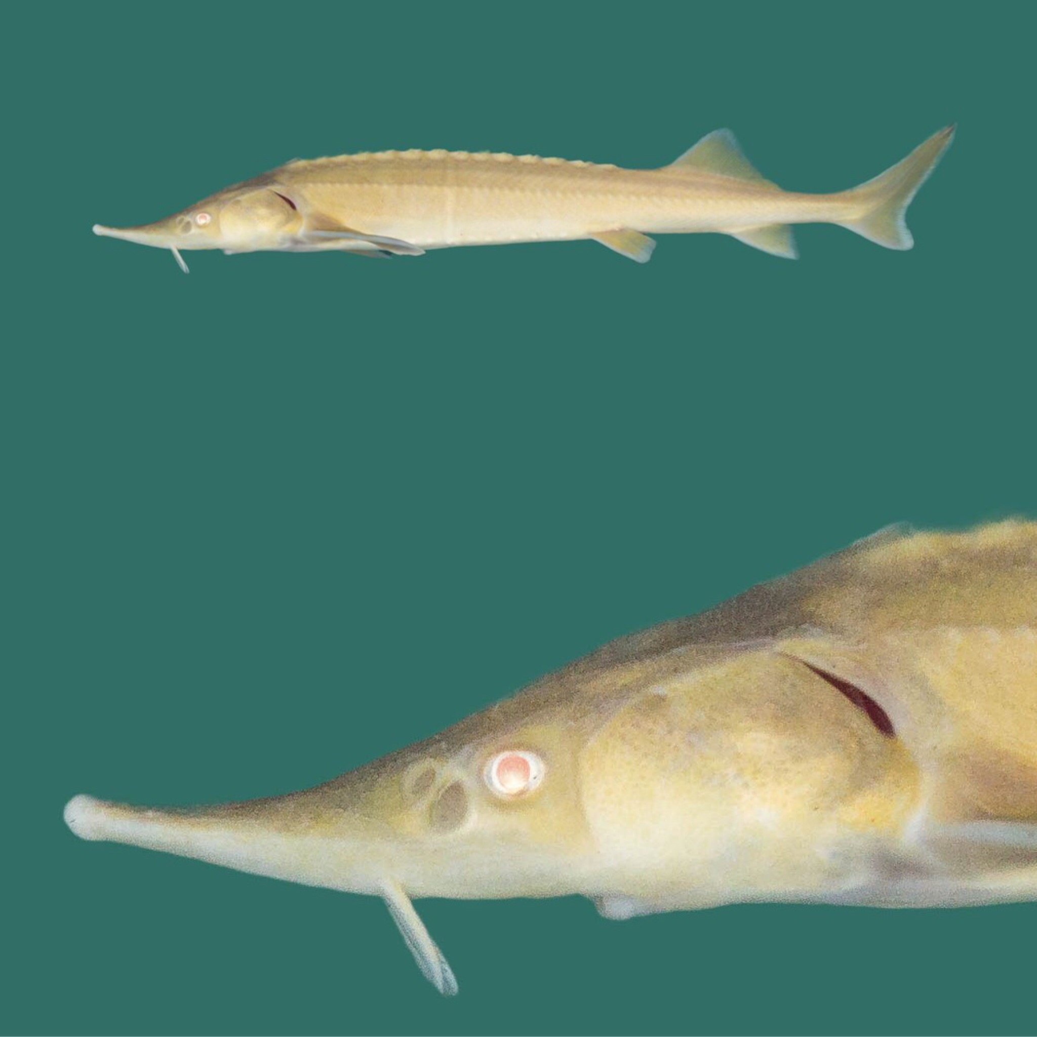 3x Albino Sterlet (Acipenser ruthenus) 30-40cm