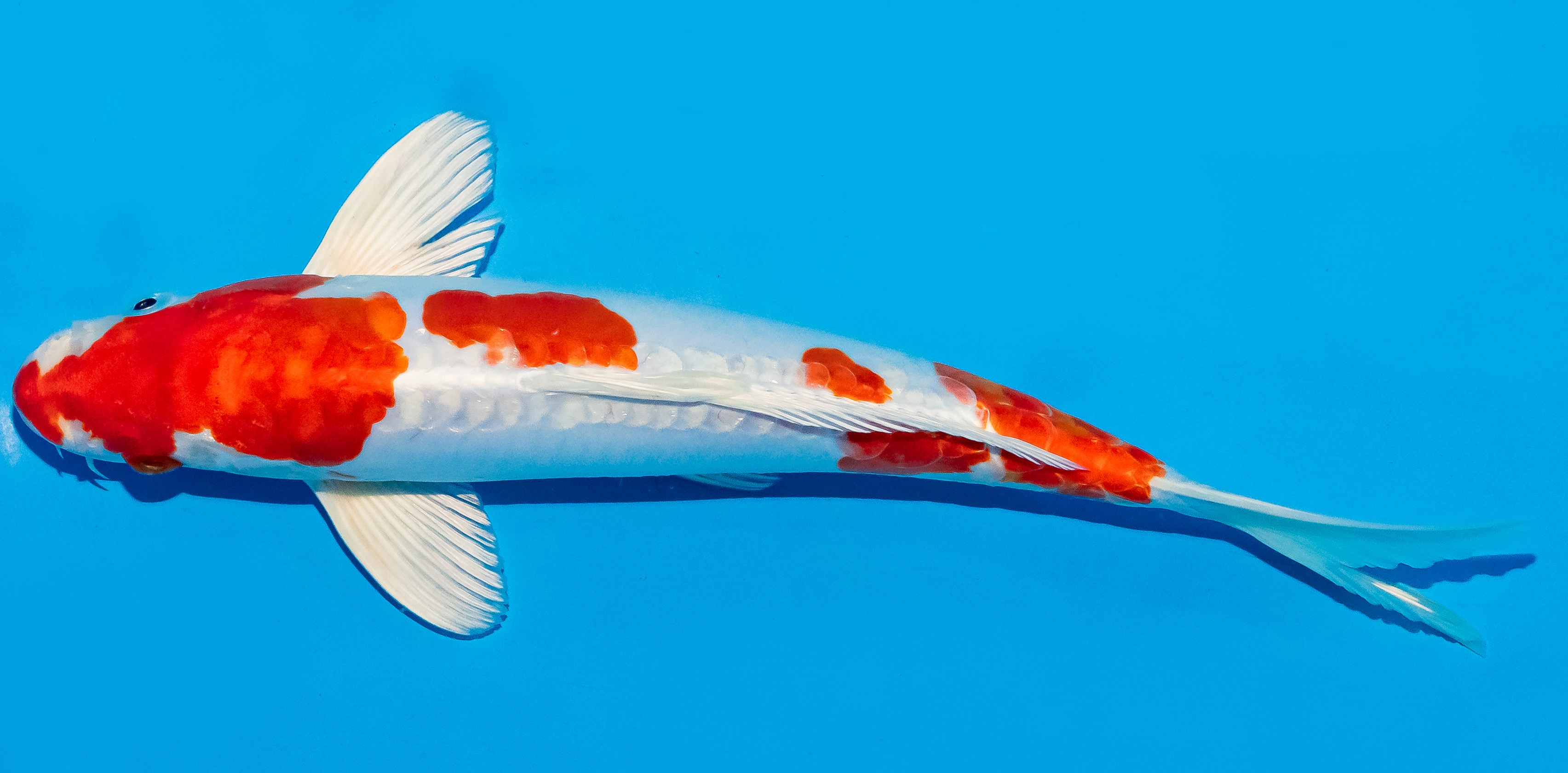 Koi 25-30cm Nr. 5376