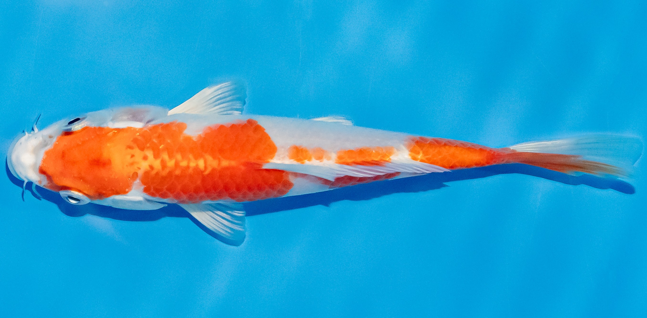 Koi 14-17cm Nr. 3008