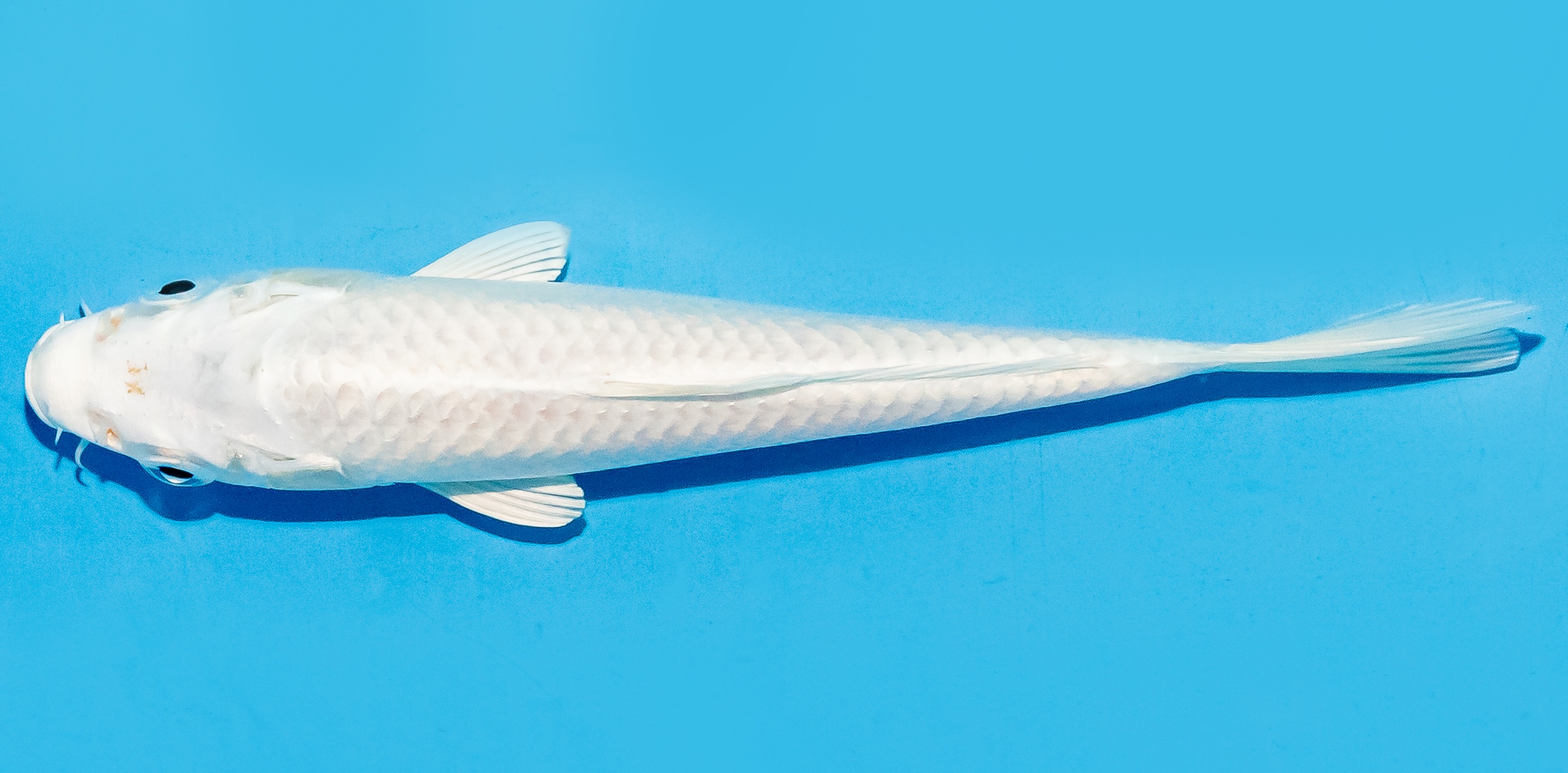 Koi 17-20cm Nr. 8771
