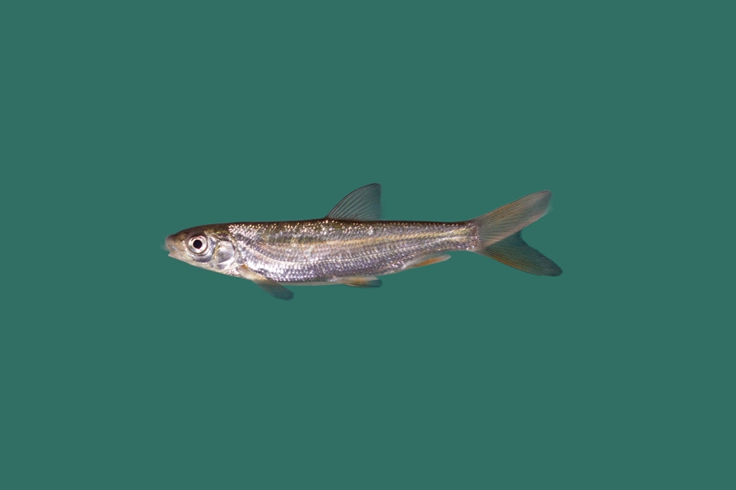 100x Sneep (algeneter) 6-9cm