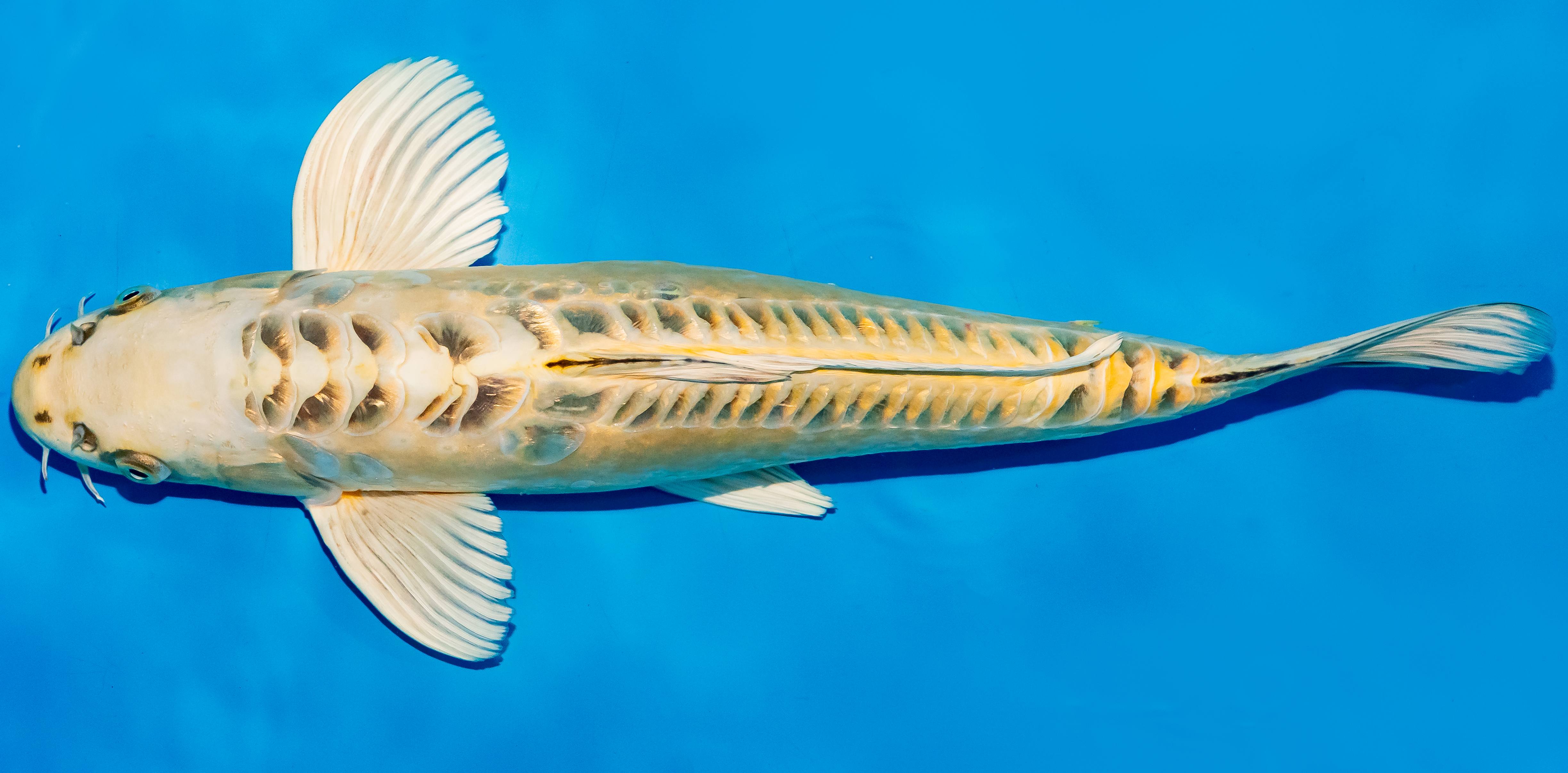 Koi 40-45cm Nr. 4903