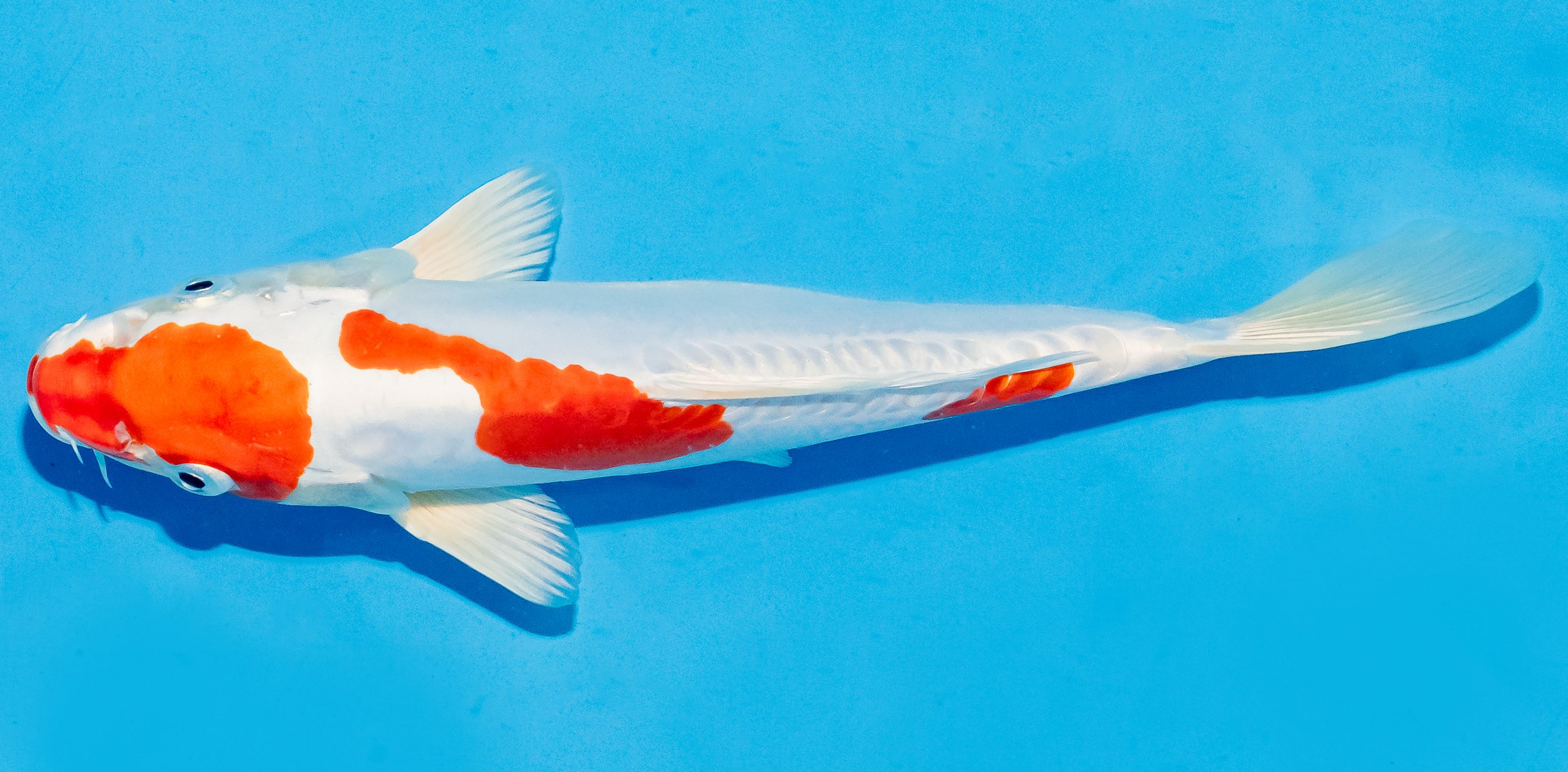 Koi 20-25cm Nr. 6048