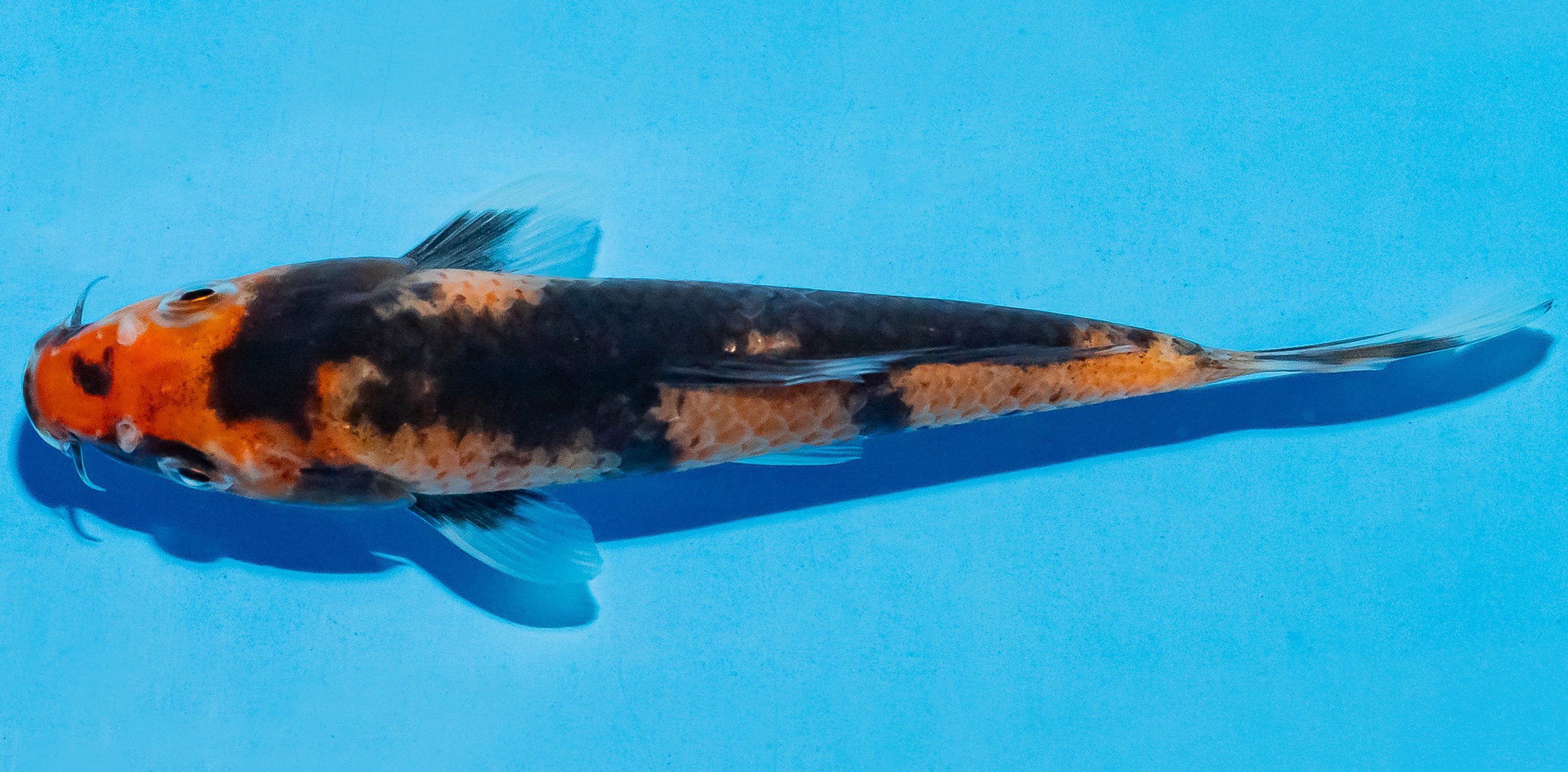 Koi 14-17cm Nr. 4754