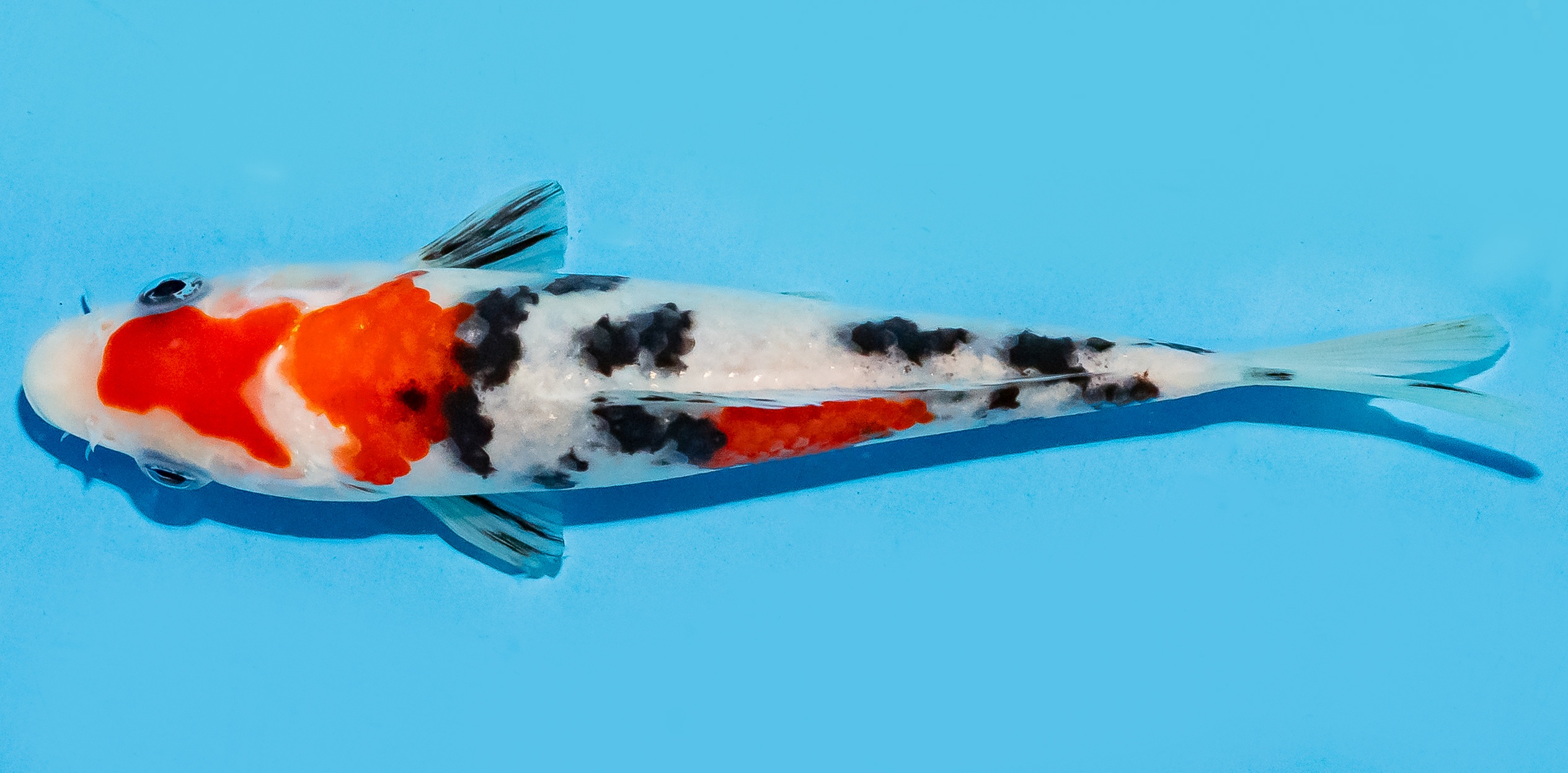 Koi 17-20cm Nr. 8736