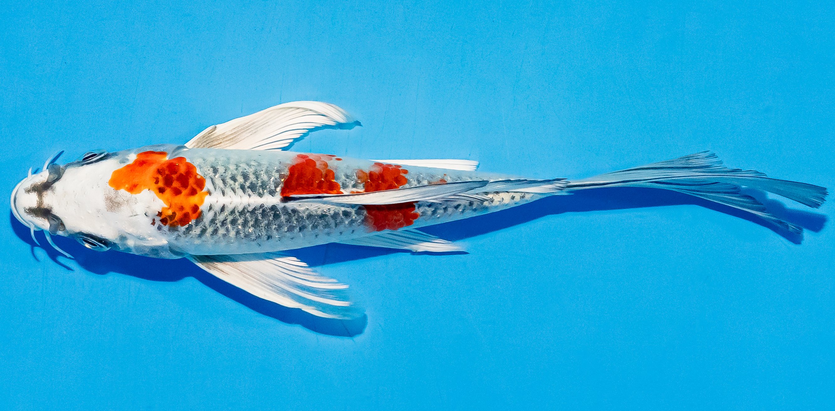 Butterfly Koi 17-20cm Nr. 5905