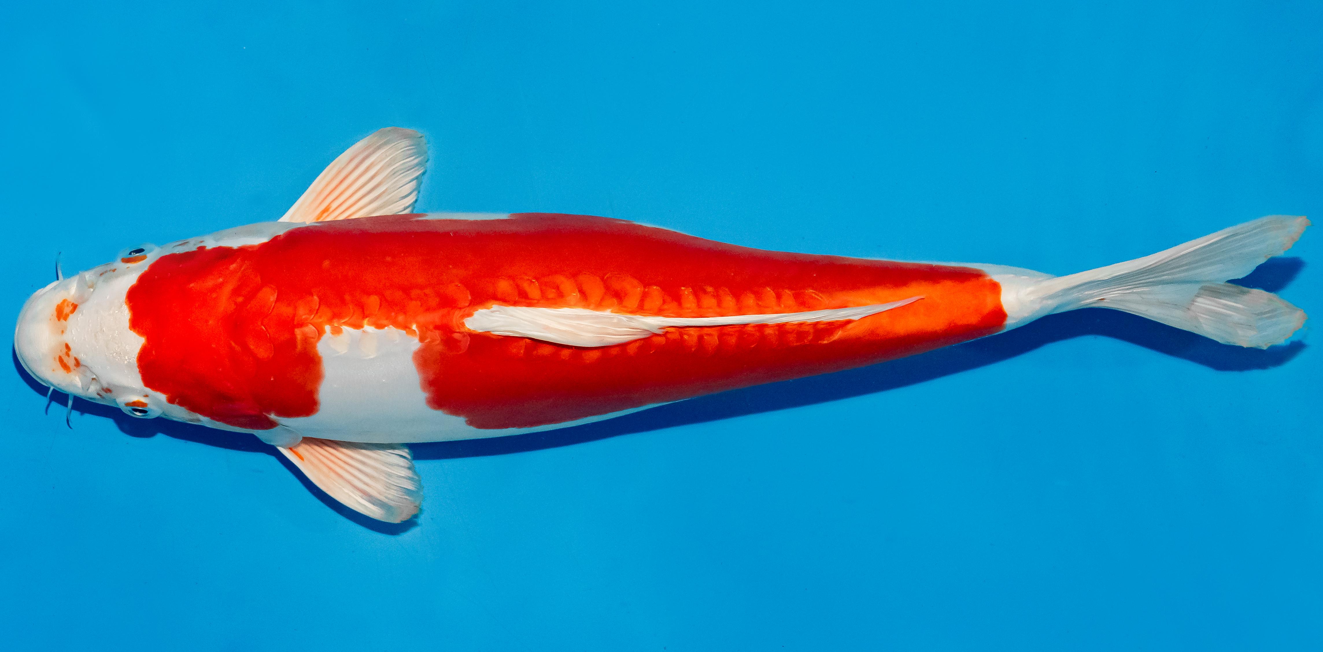 Koi 40-45cm Nr. 4939