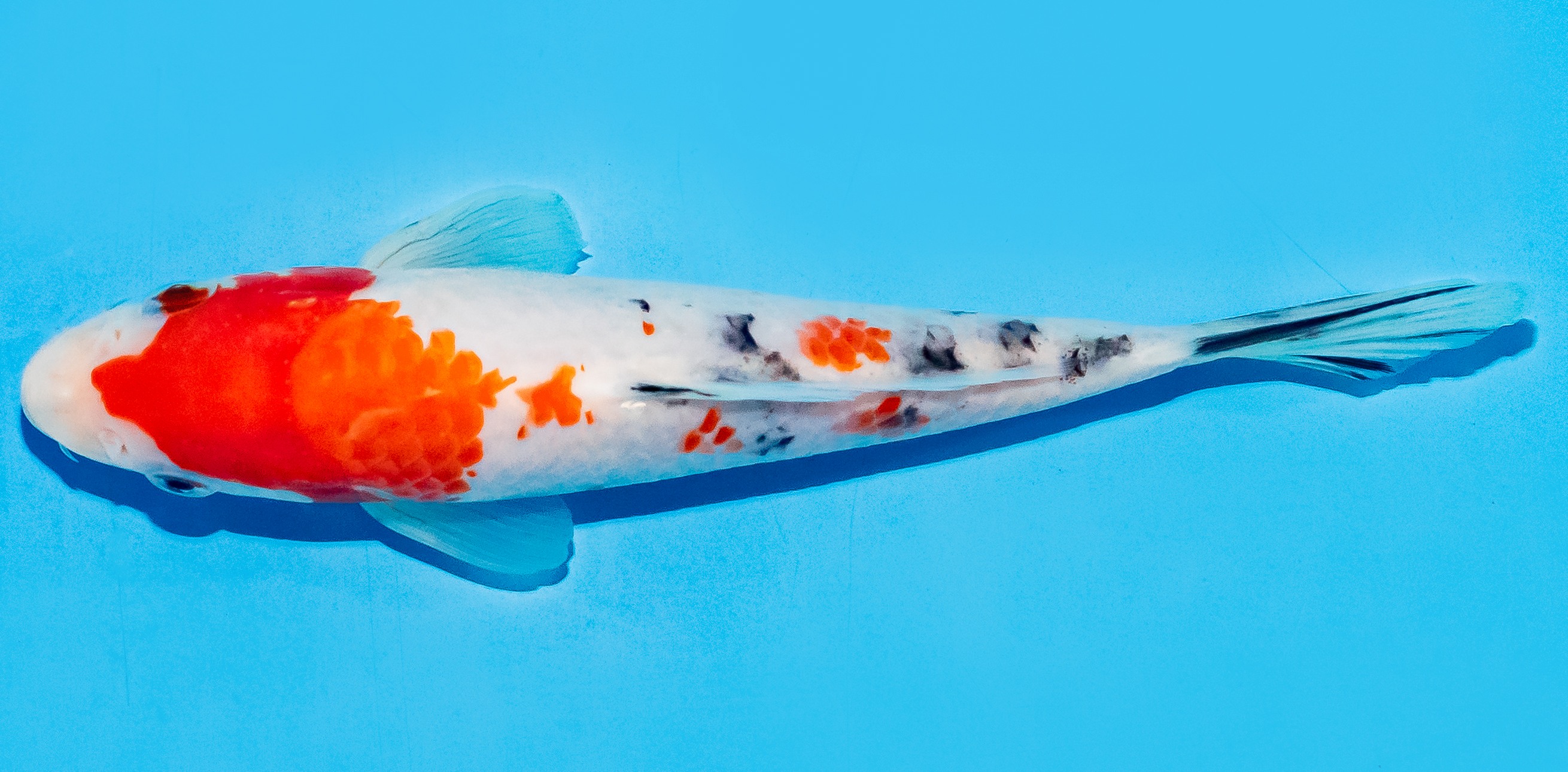 Koi 17-20cm Nr. 7702