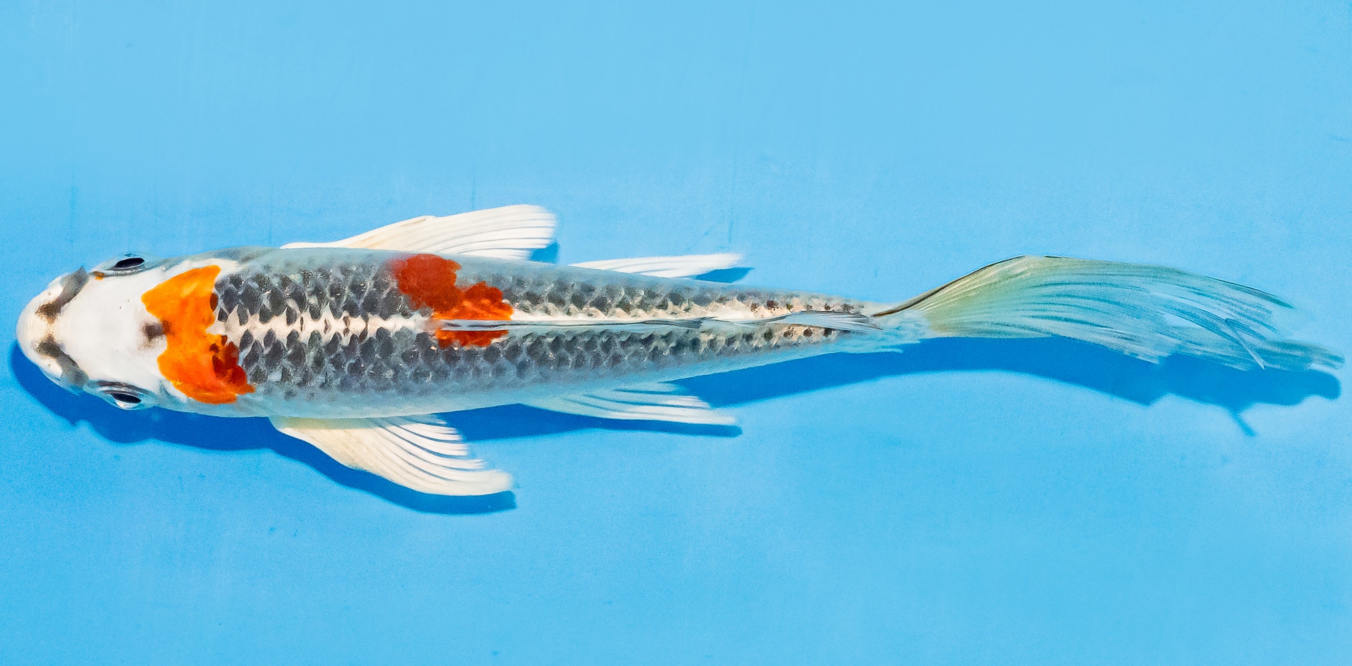 Butterfly Koi 14-17cm Nr. 3709