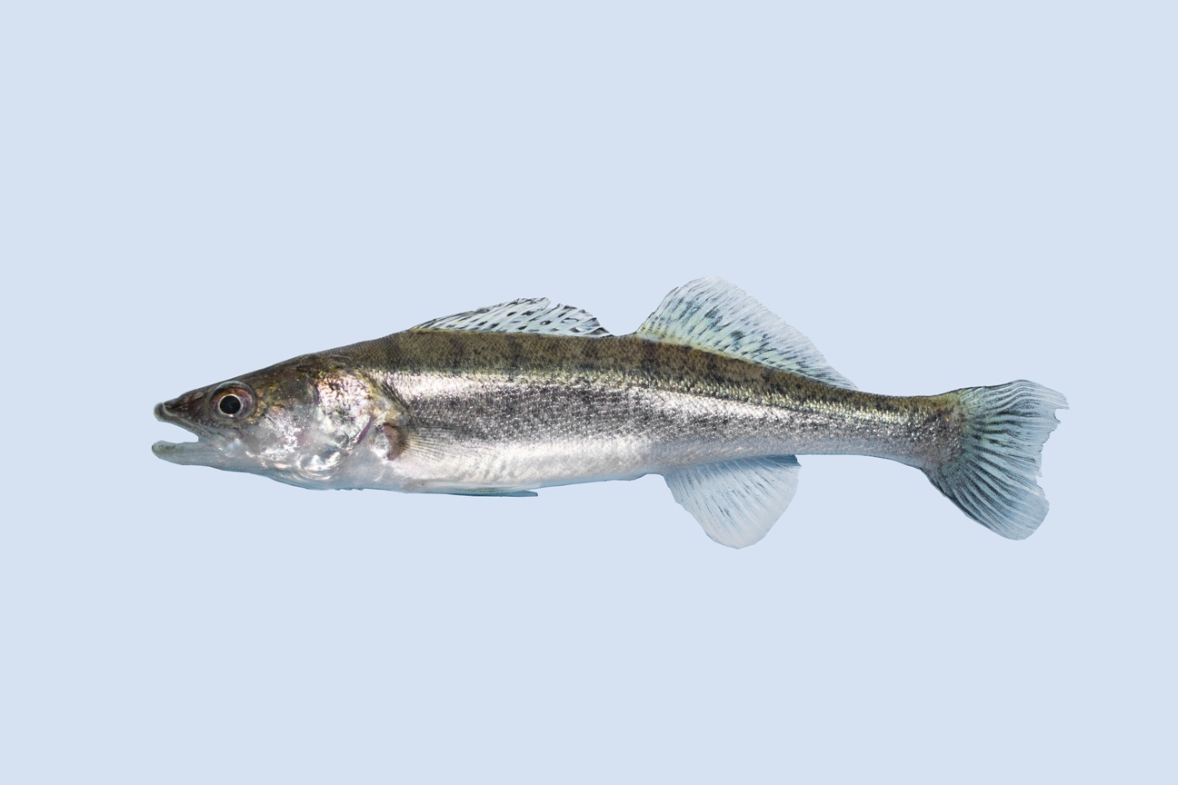10x Snoekbaars 25-30cm