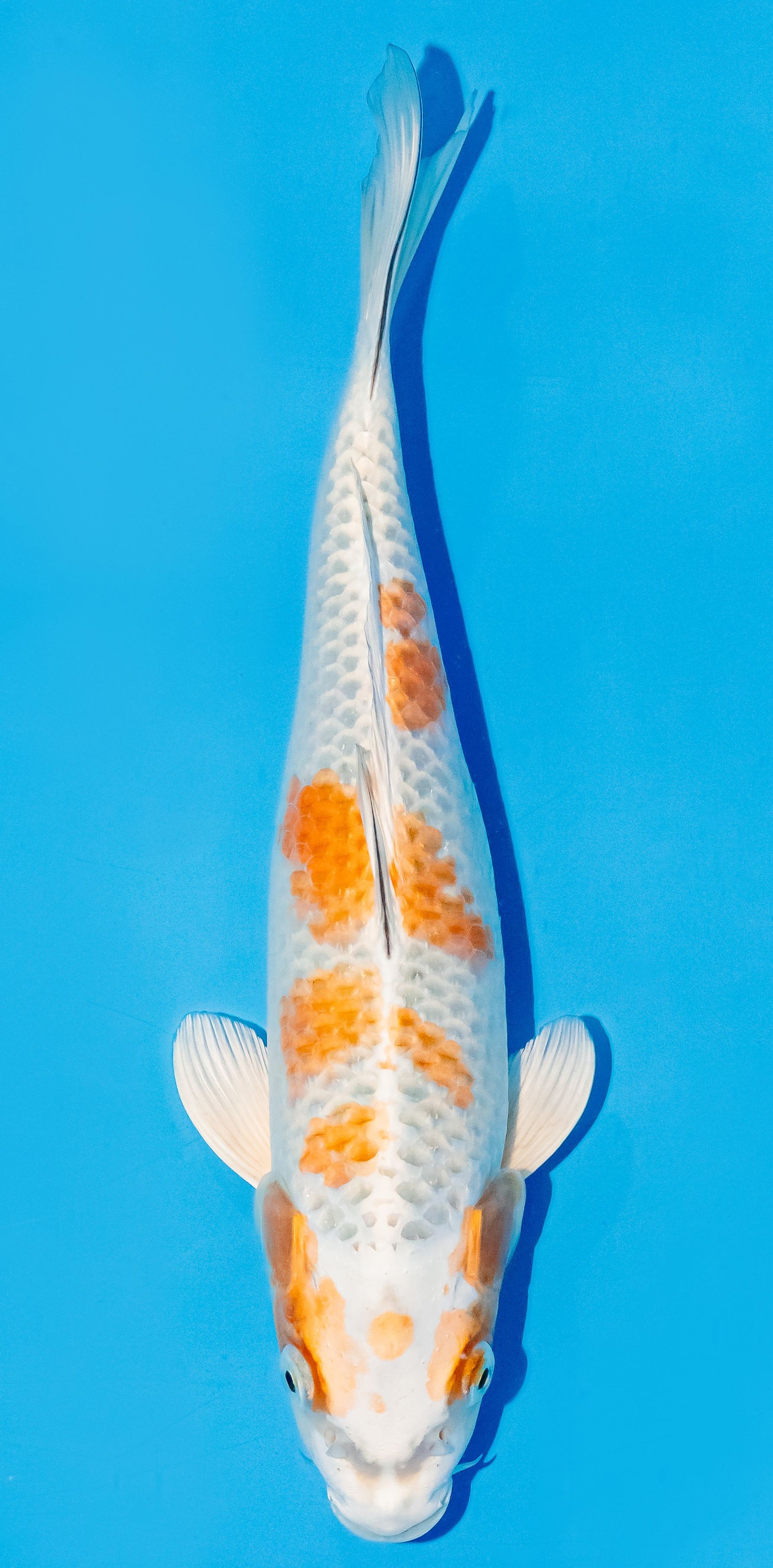 Koi 25-30cm Nr. 6216