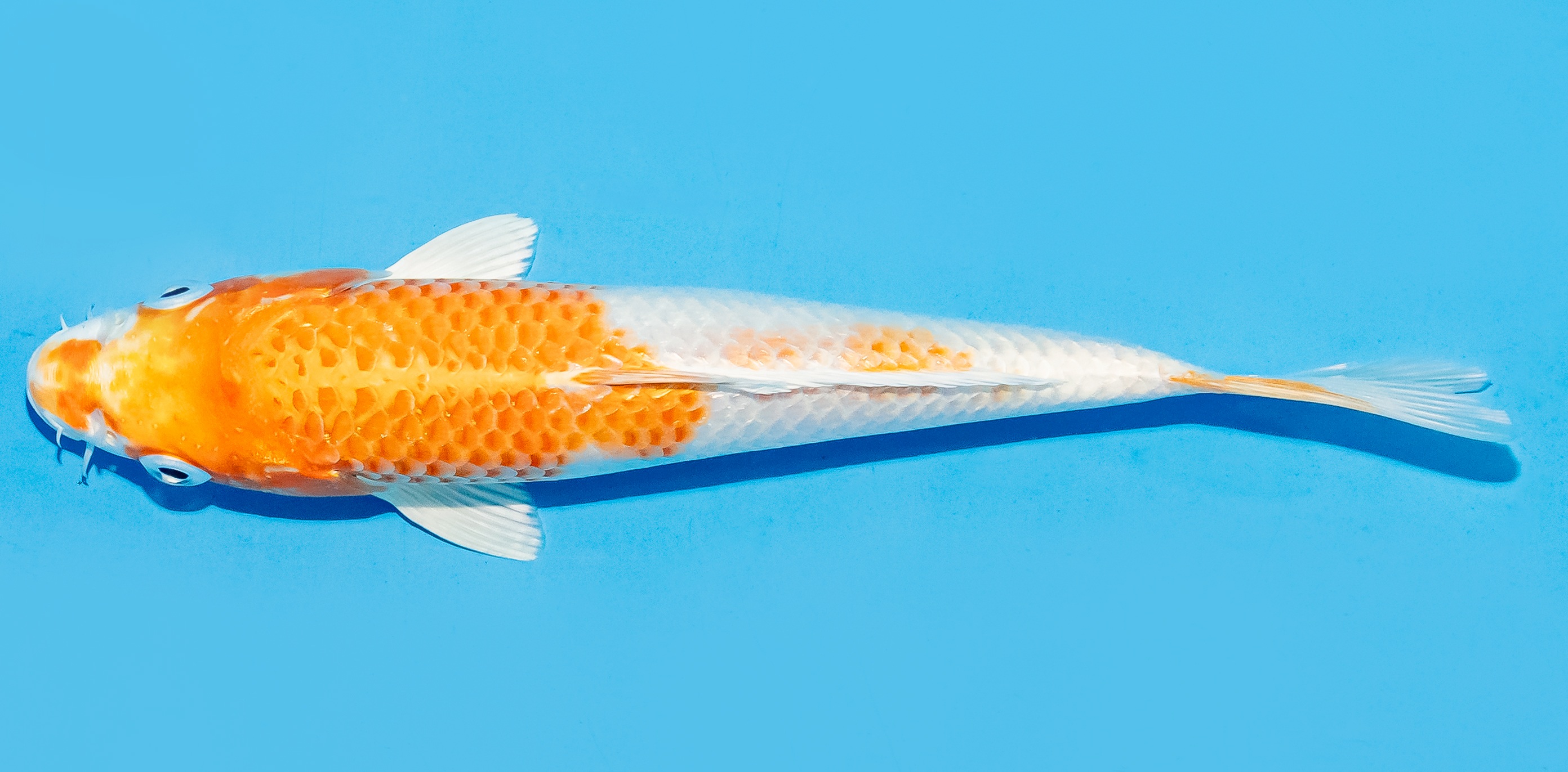 Koi 17-20cm Nr. 8775