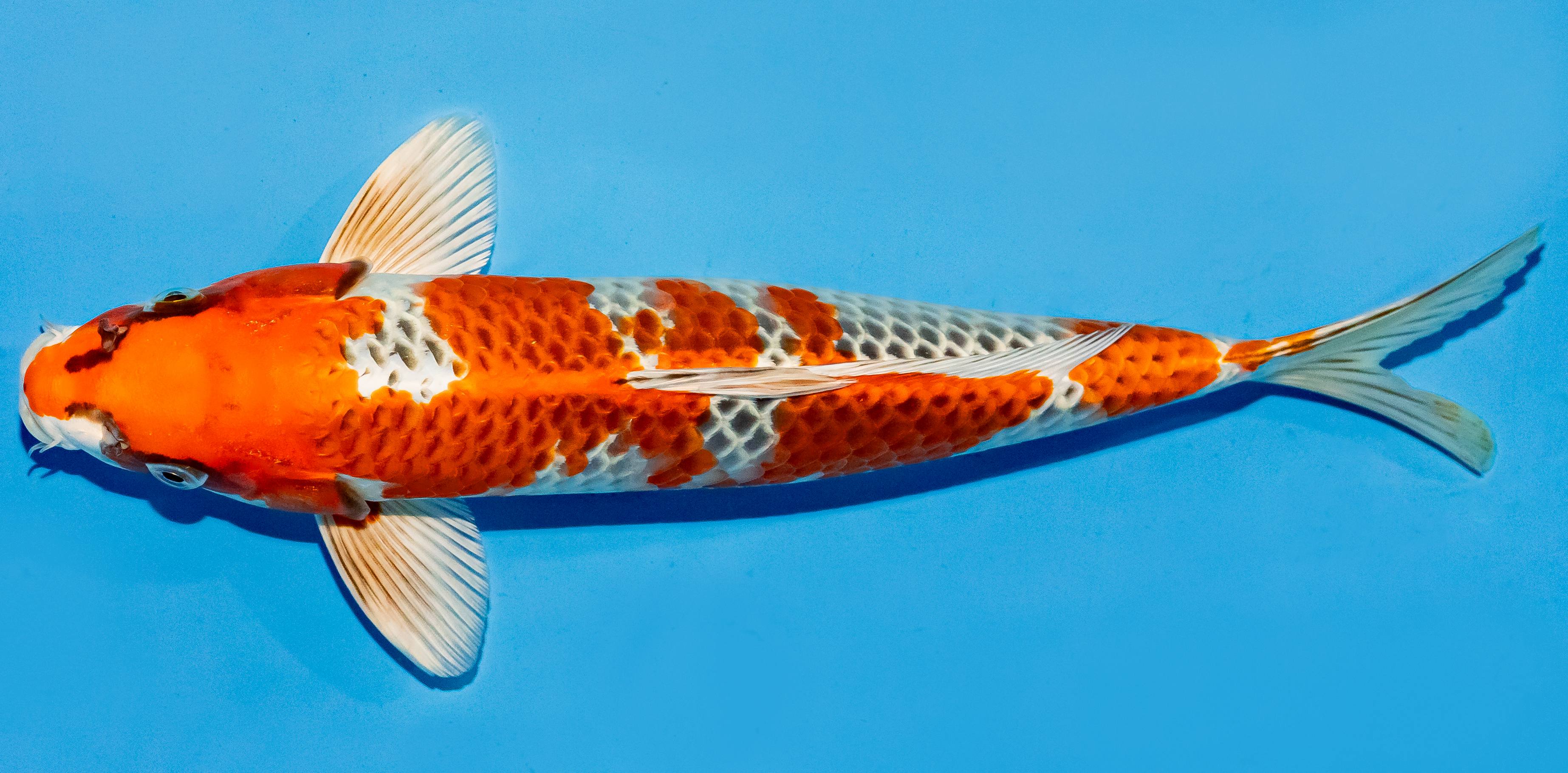 Koi 30-35cm Nr. 6331