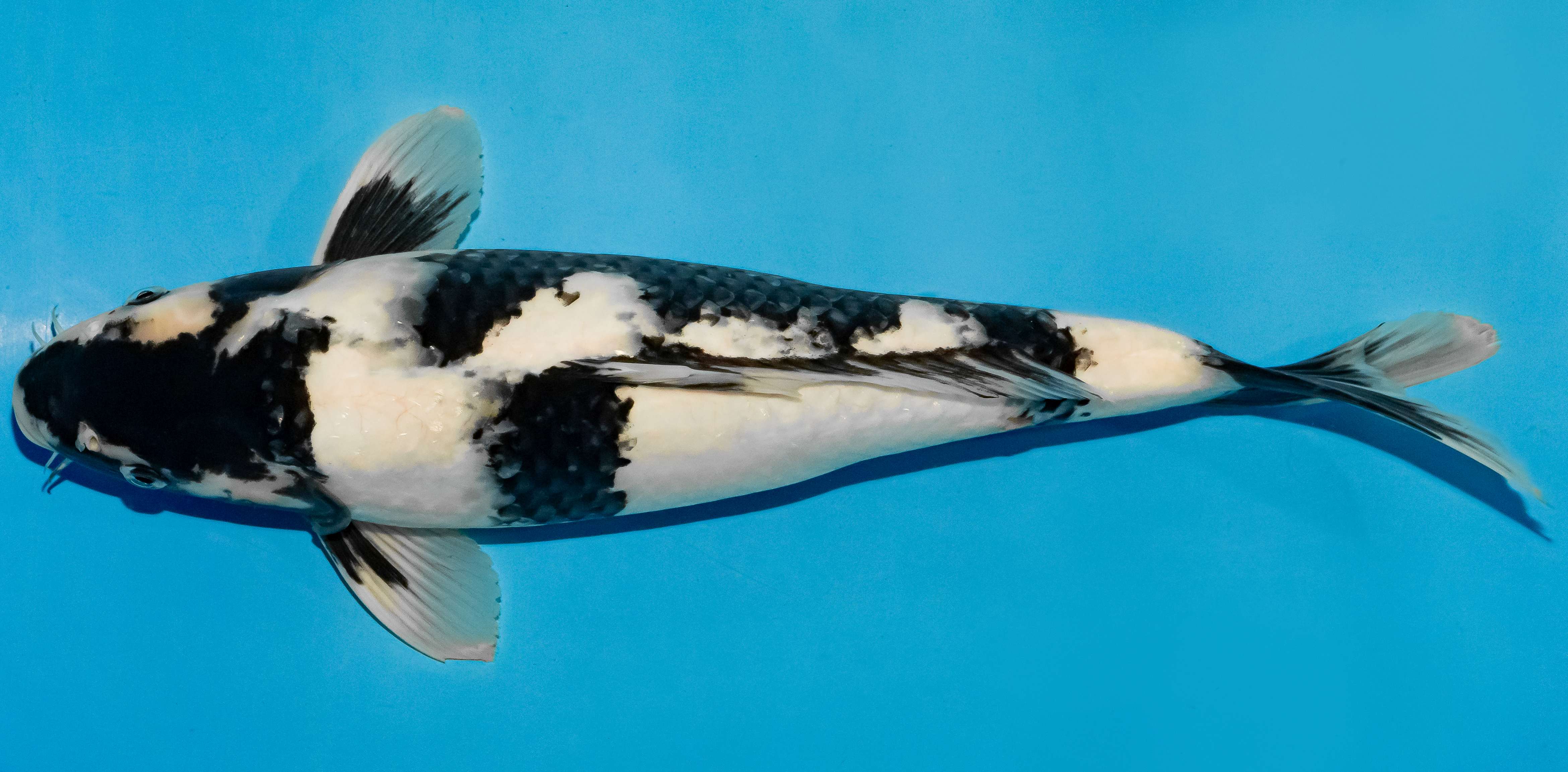Koi 40-45cm Nr. 4934