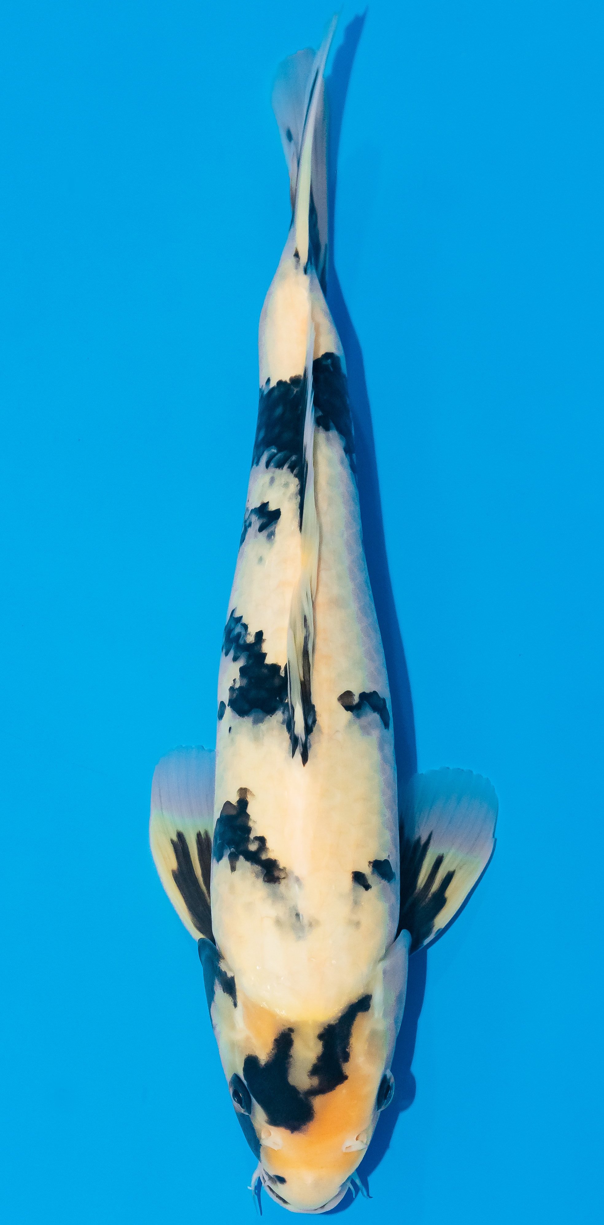 Koi 35-40cm Nr. 1130