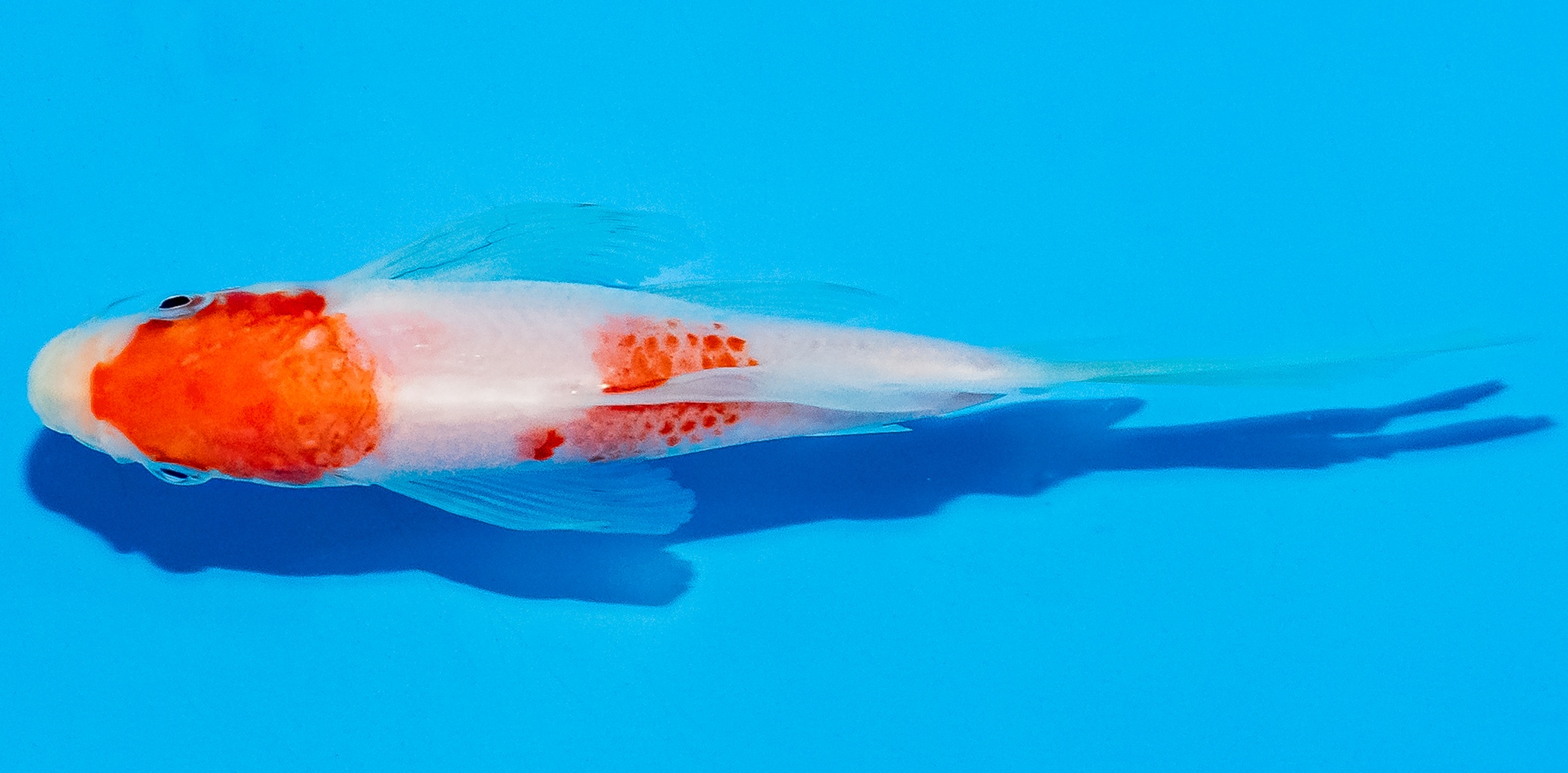 Butterfly Koi 14-17cm Nr. 5745