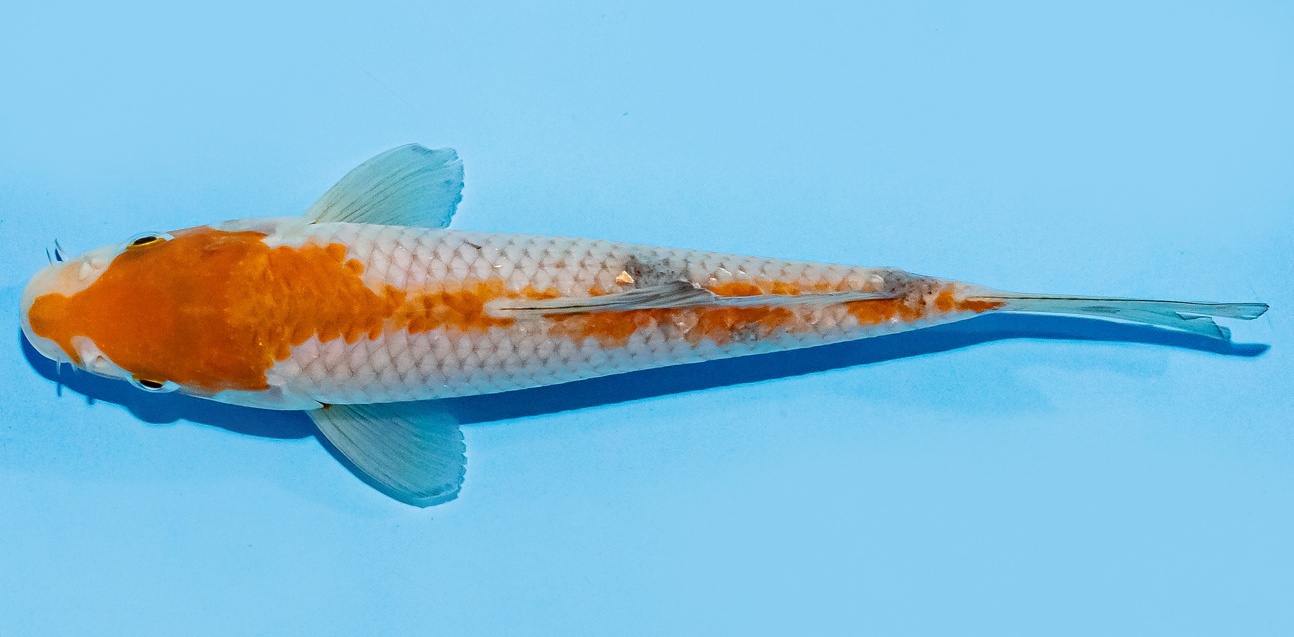 Koi 17-20cm Nr. 7227