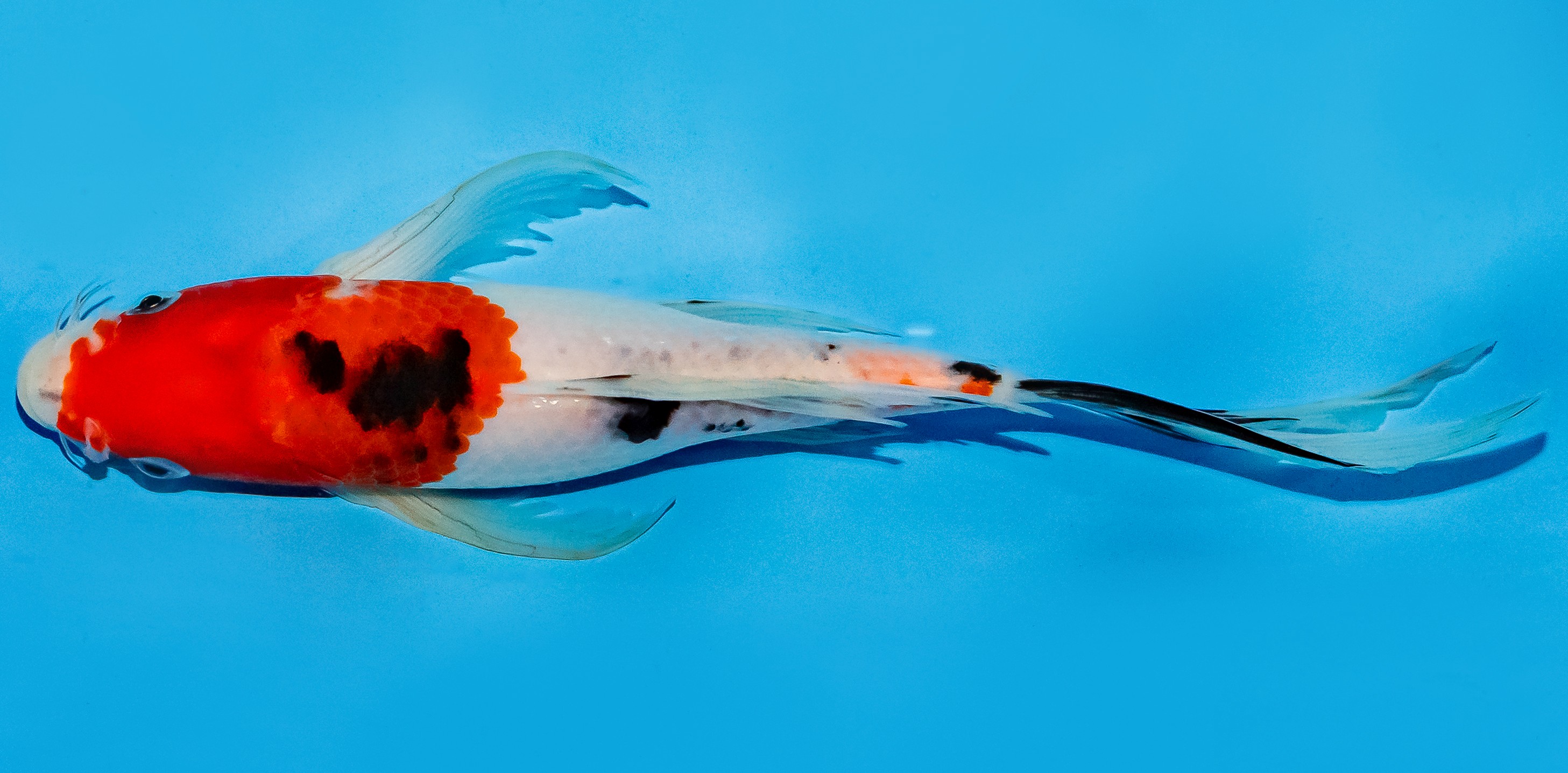 Butterfly Koi 25-30cm Nr. 5628