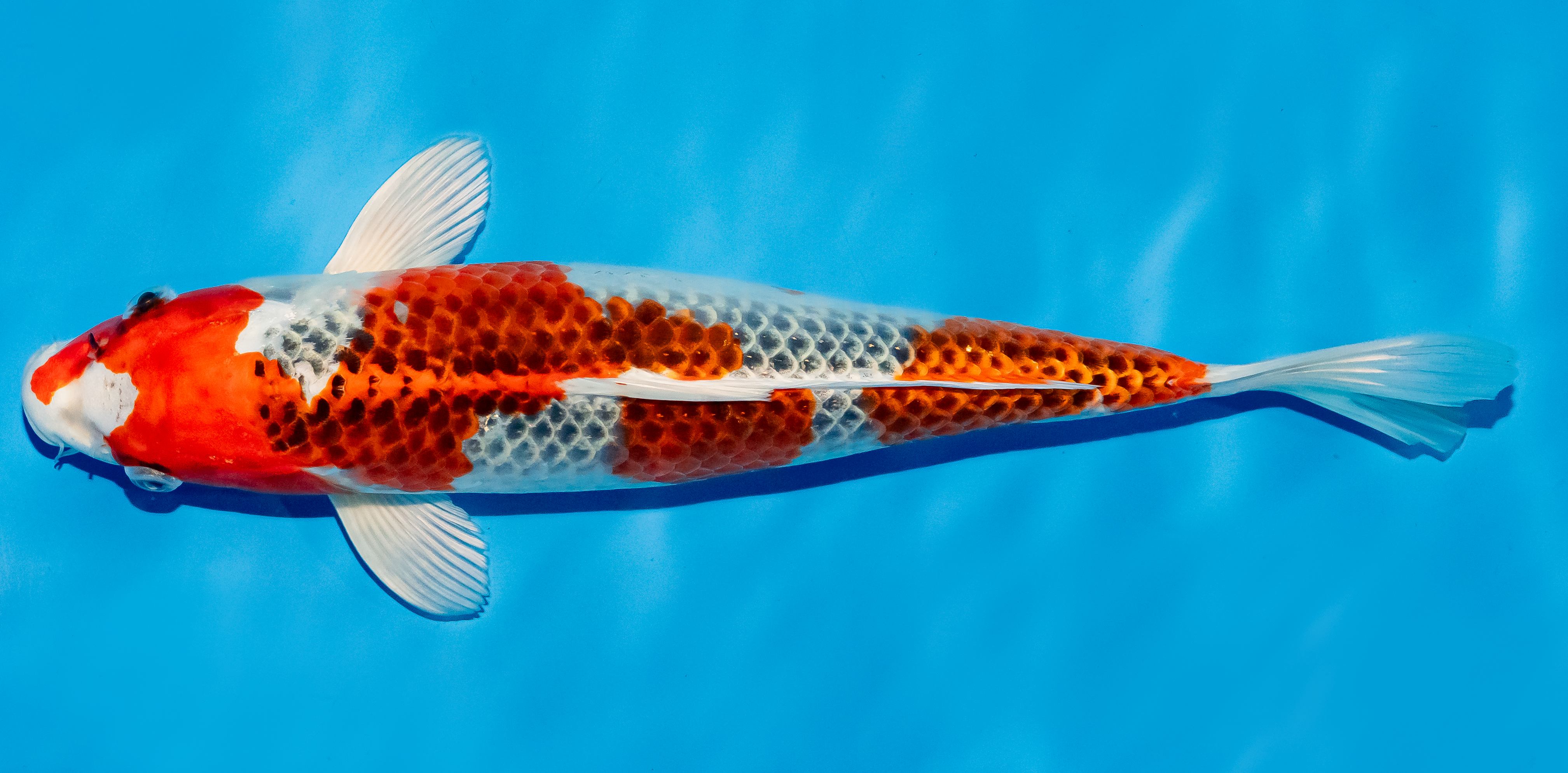 Koi 30-35cm Nr. 5136