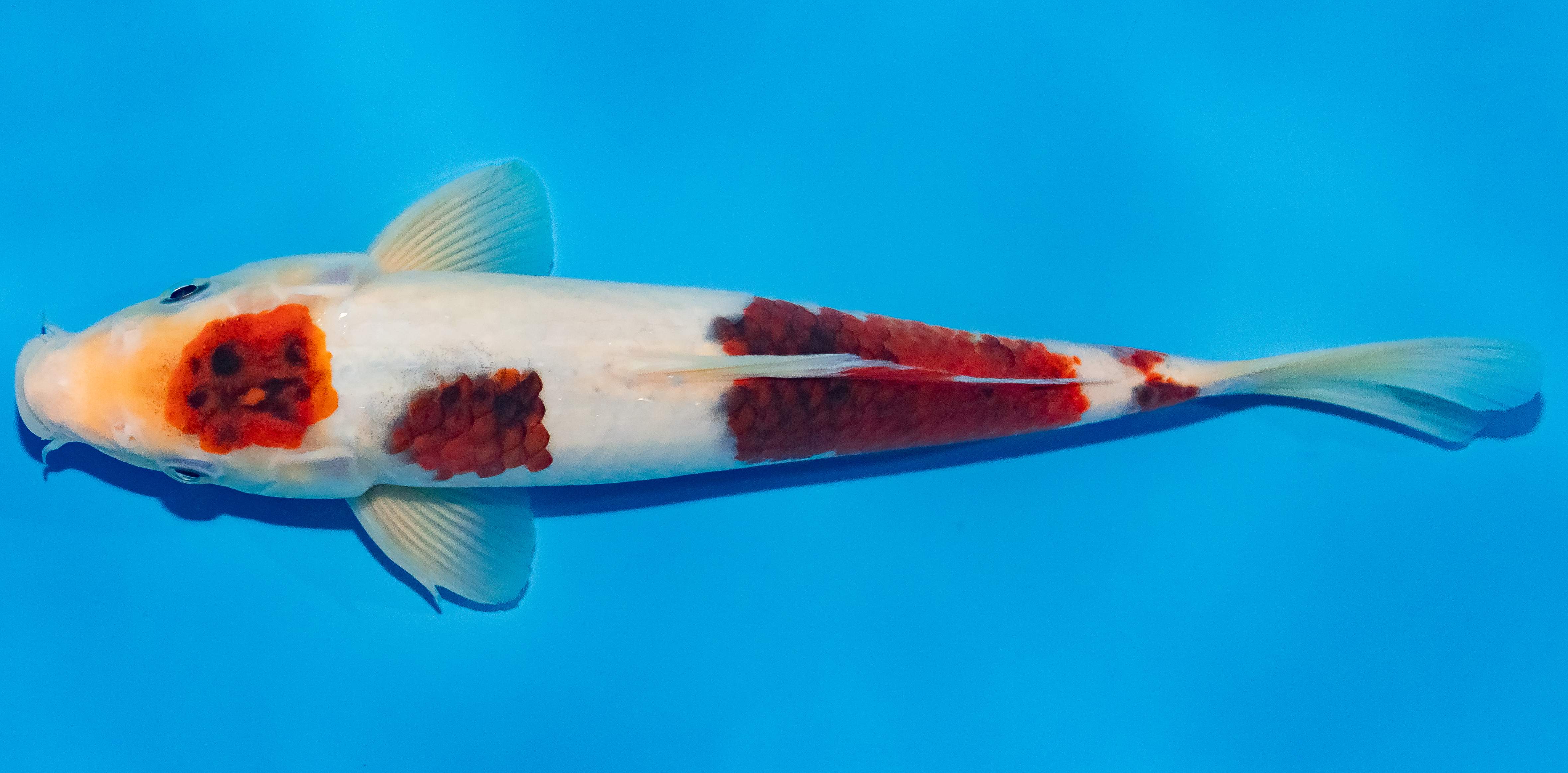 Koi 25-30cm Nr. 1541