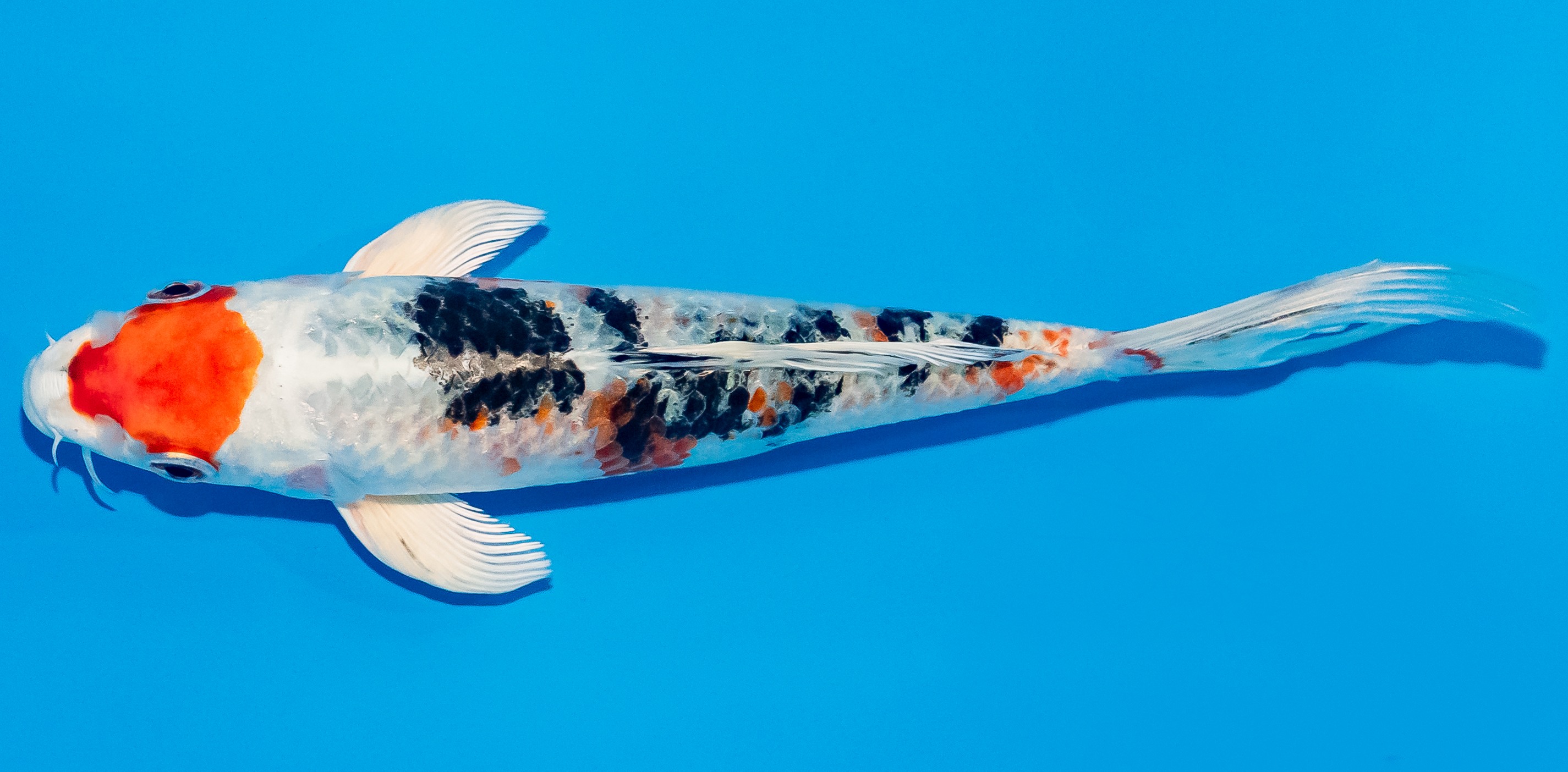 Butterfly Koi 20-25cm Nr. 3384
