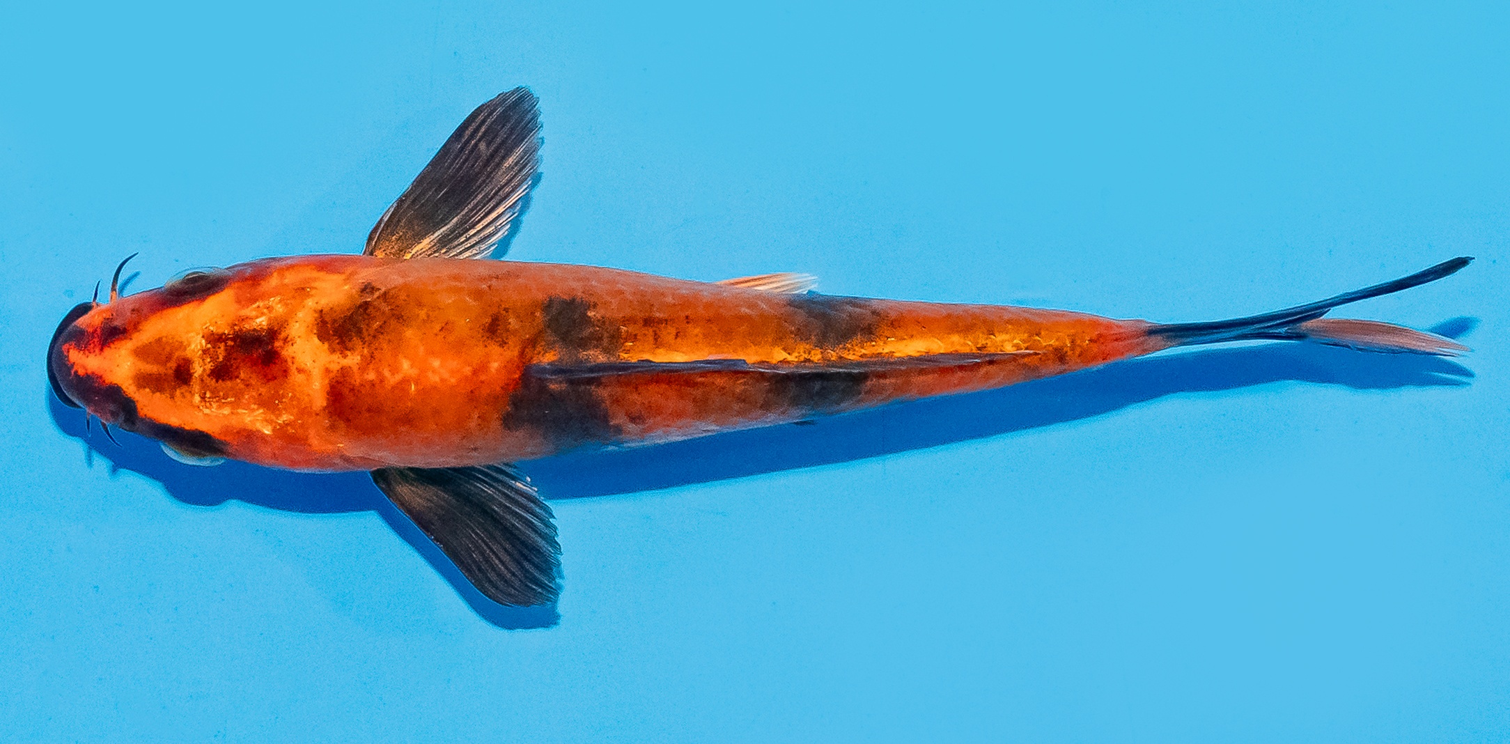 Koi 14-17cm Nr. 8054
