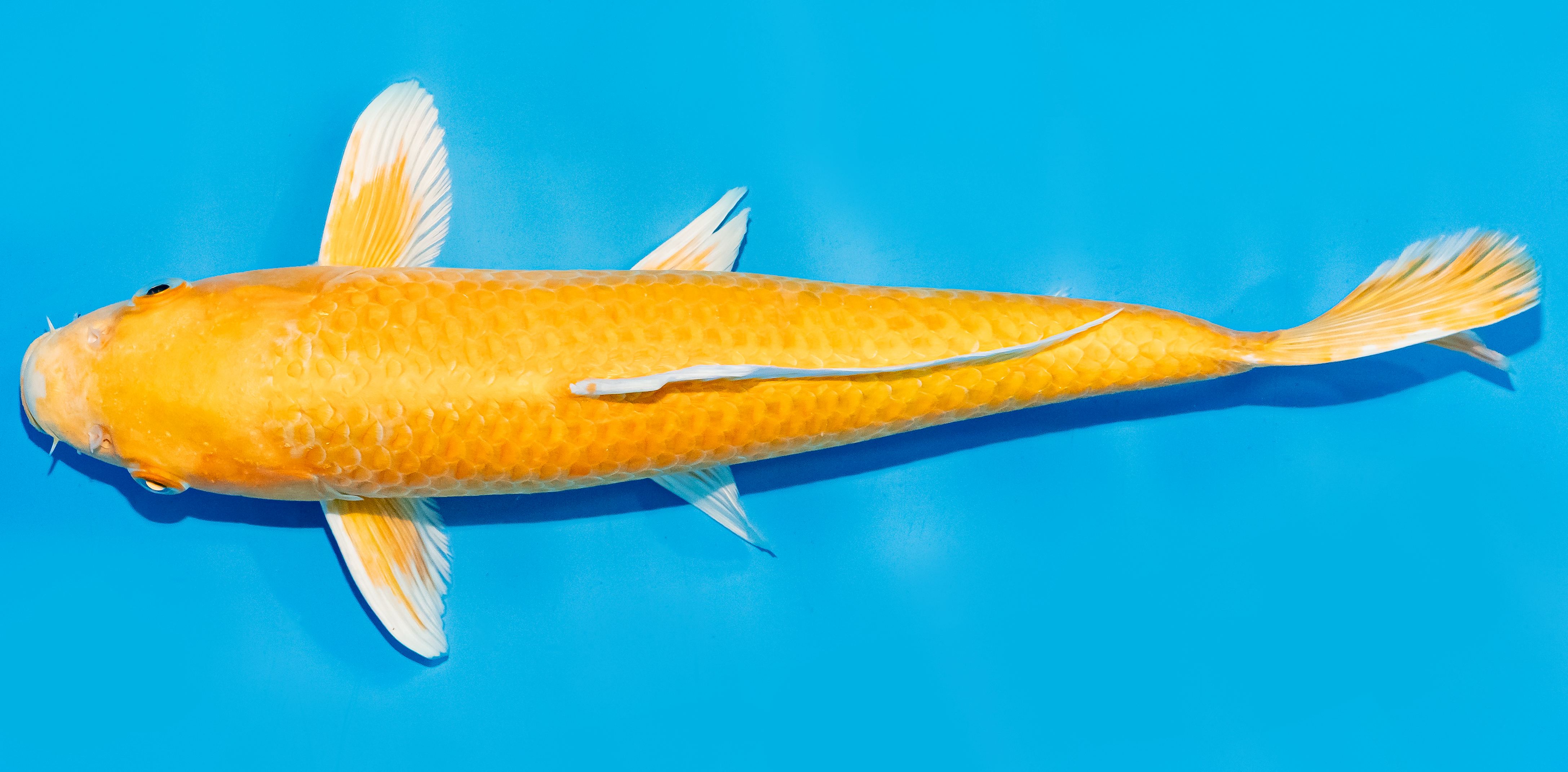 Koi 30-35cm Nr. 7627