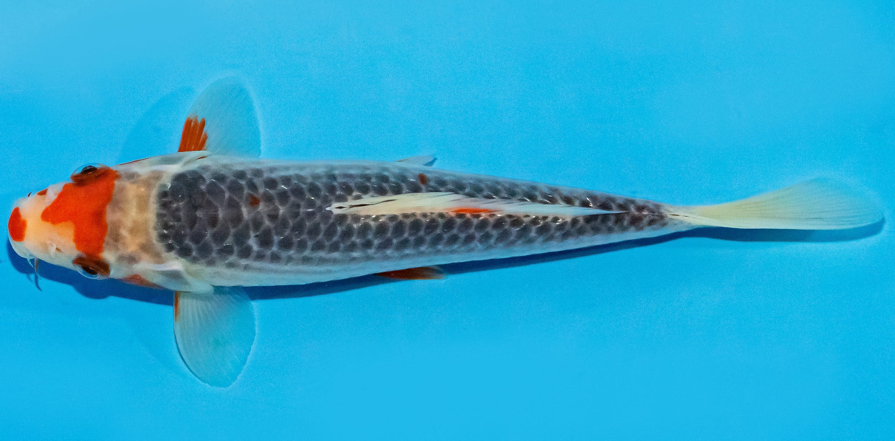 Koi 17-20cm Nr. 2232