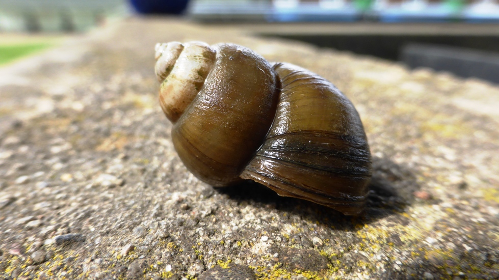 Donaumoerasslak (Viviparidae) 