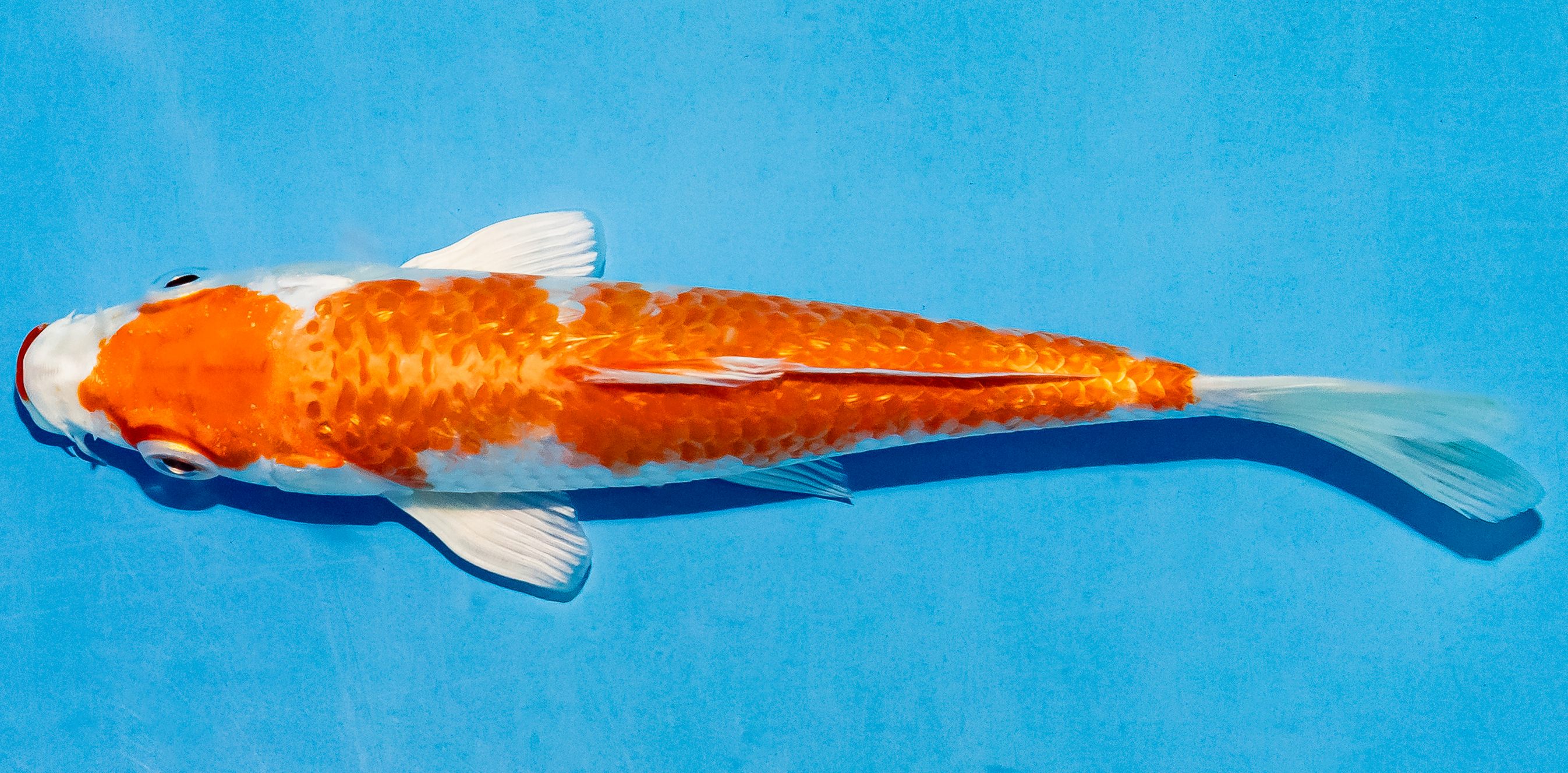 Koi 14-17cm Nr. 4726