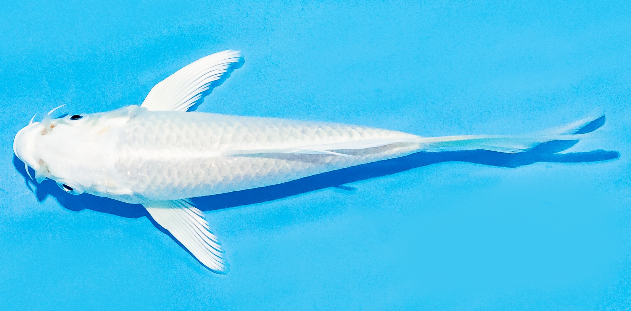 Butterfly Koi 14-17cm Nr. 7402