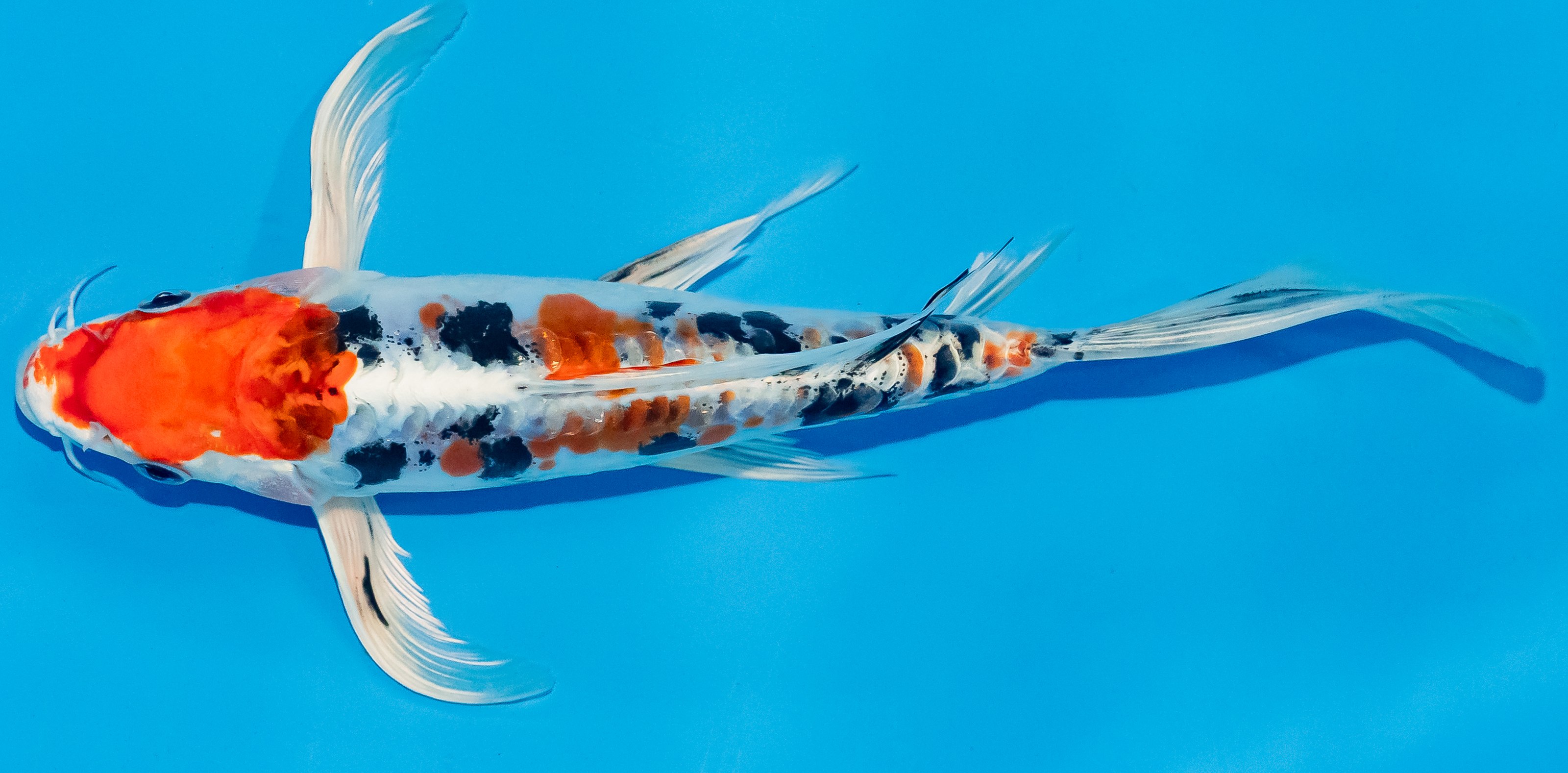 Butterfly Koi 20-25cm Nr. 3348