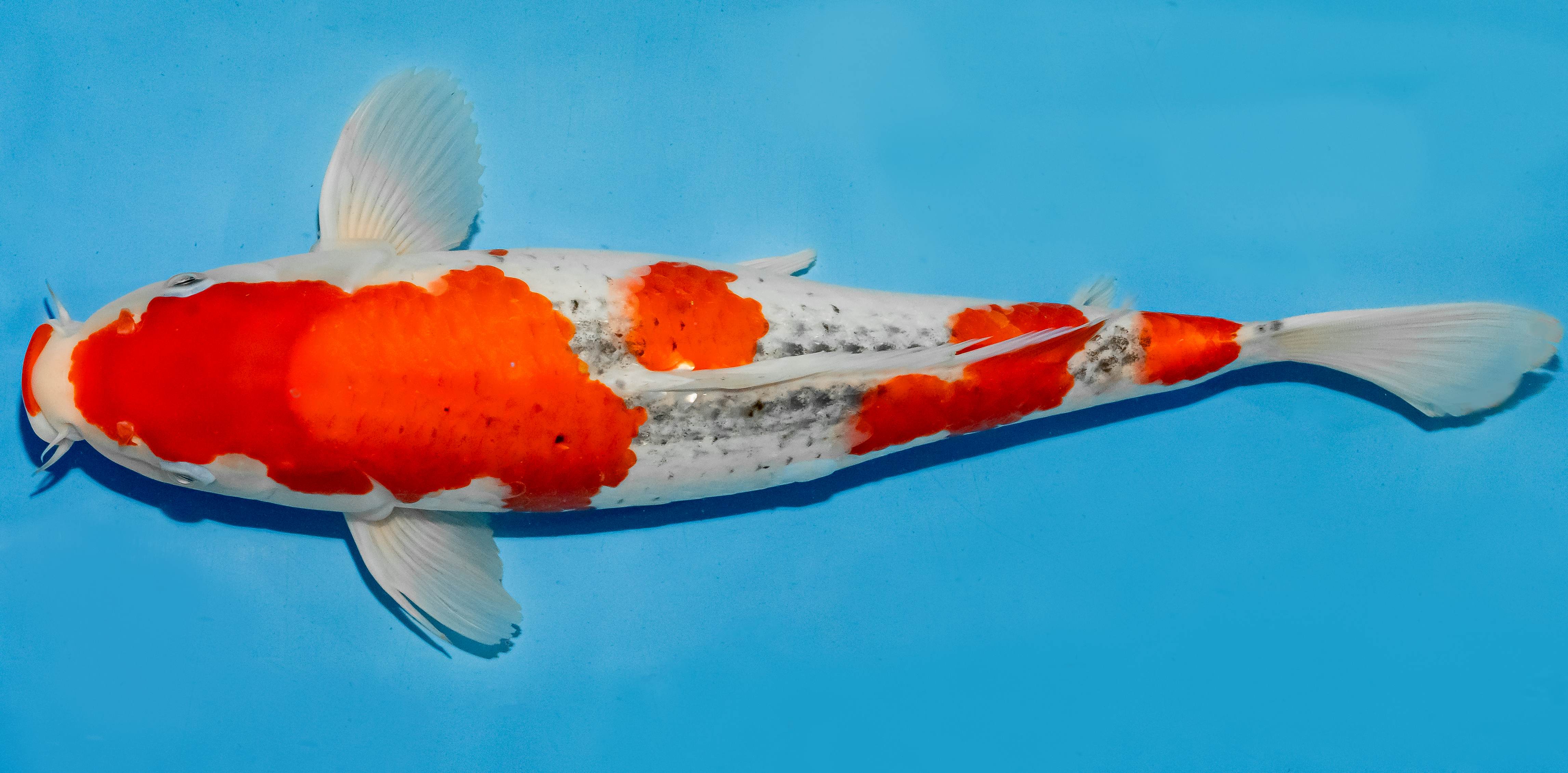 Koi 40-45cm Nr. 4968