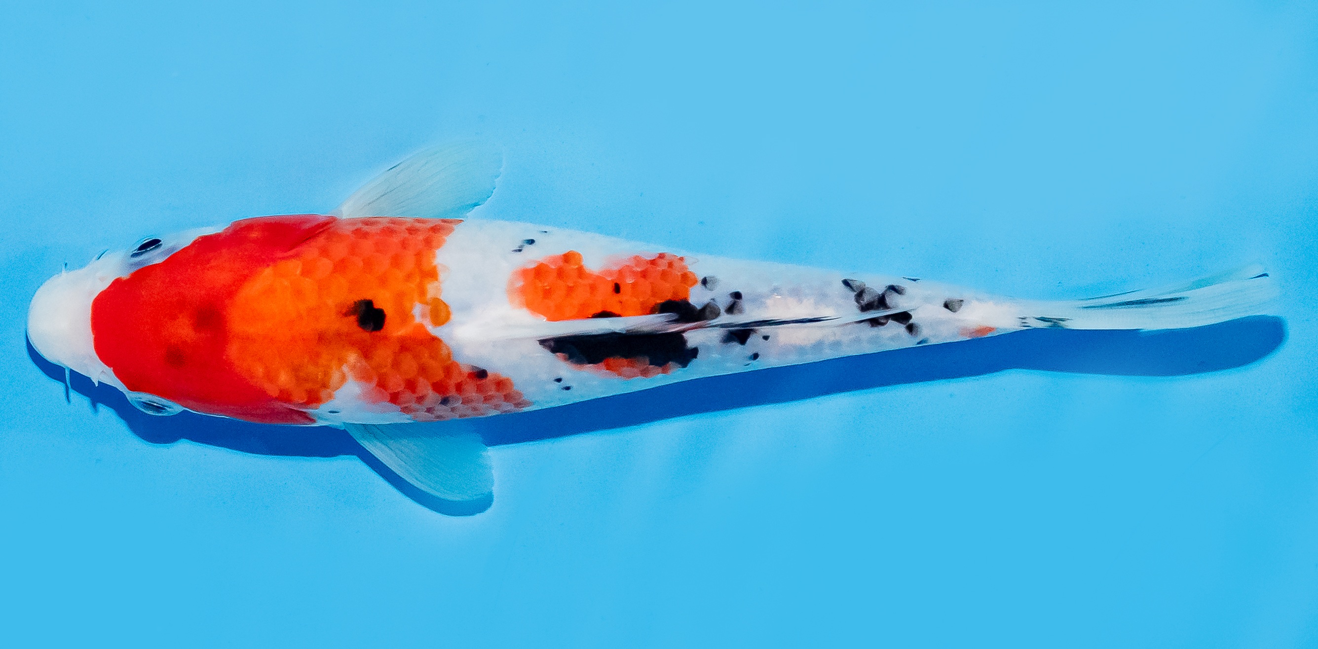 Koi 17-20cm Nr. 7712