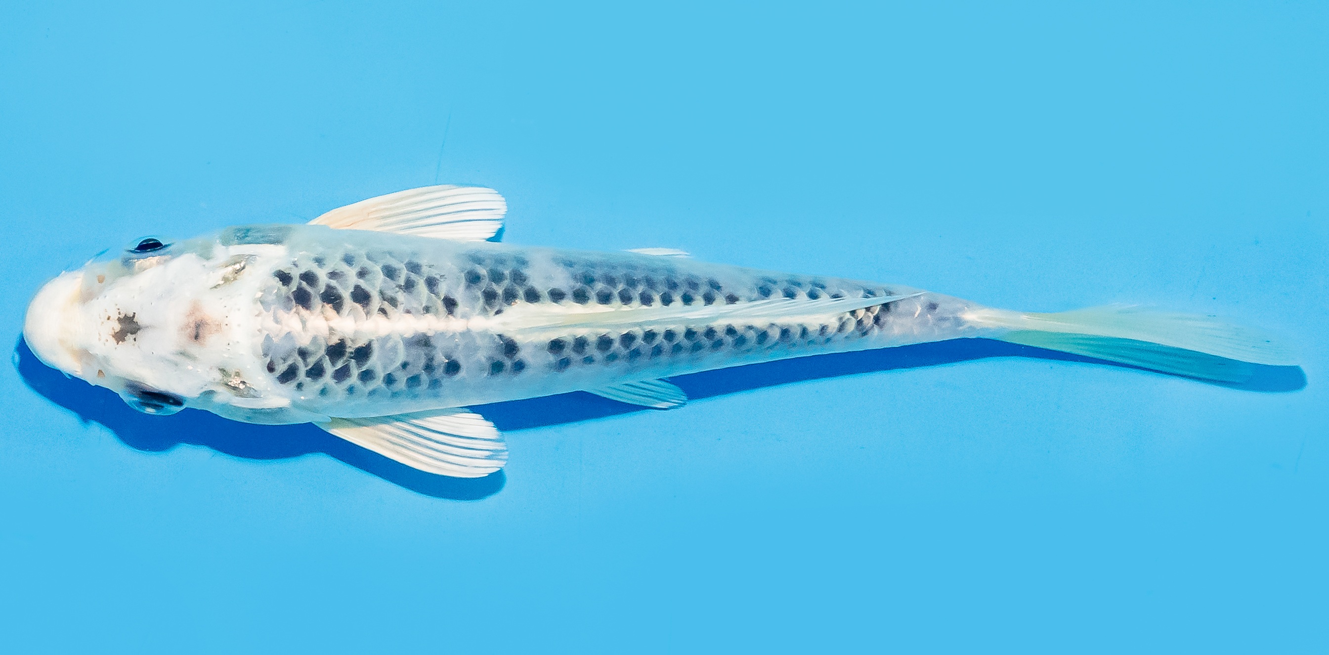 Koi 17-20cm Nr. 8726