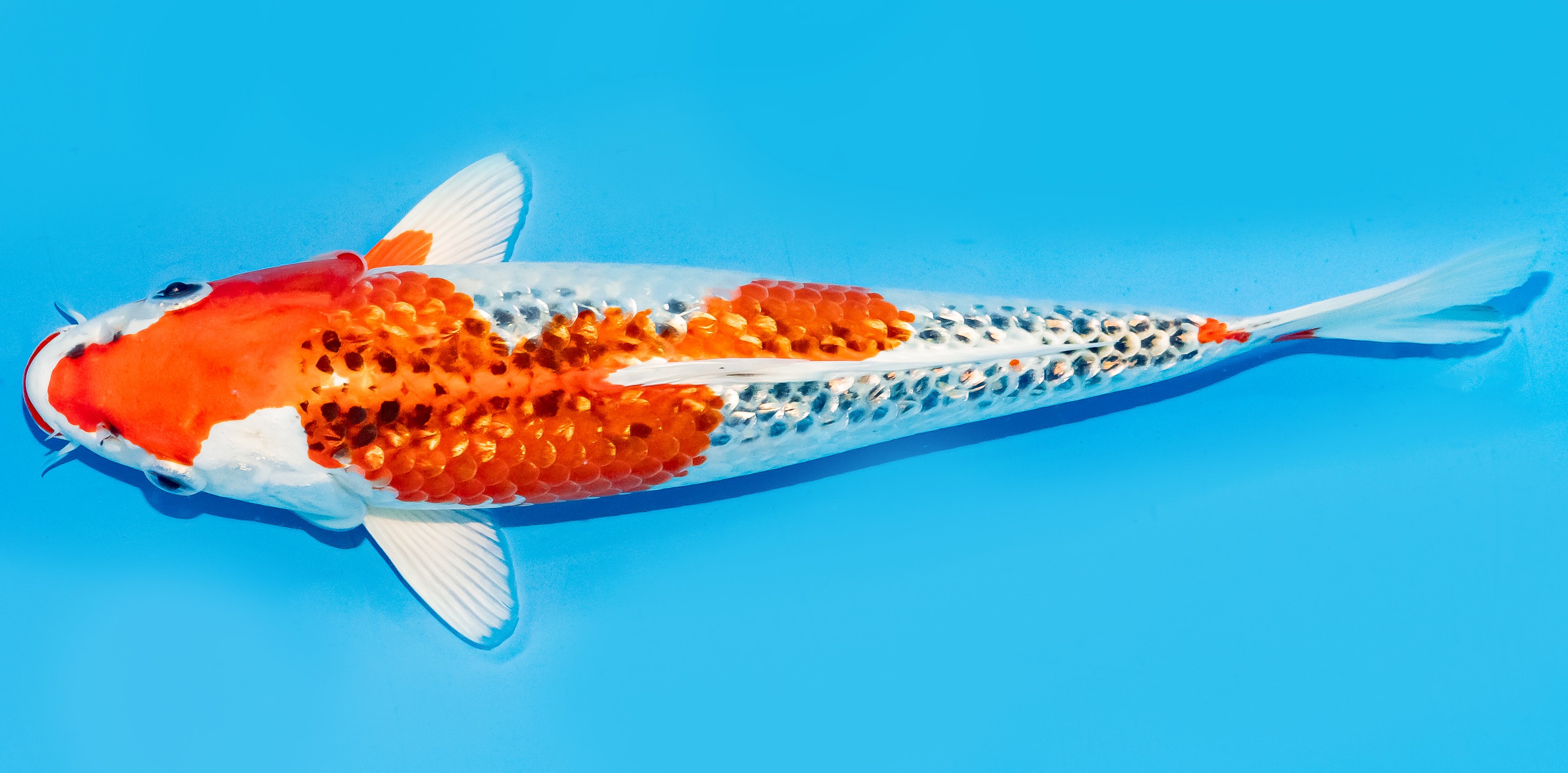 Koi 30-35cm Nr. 7611