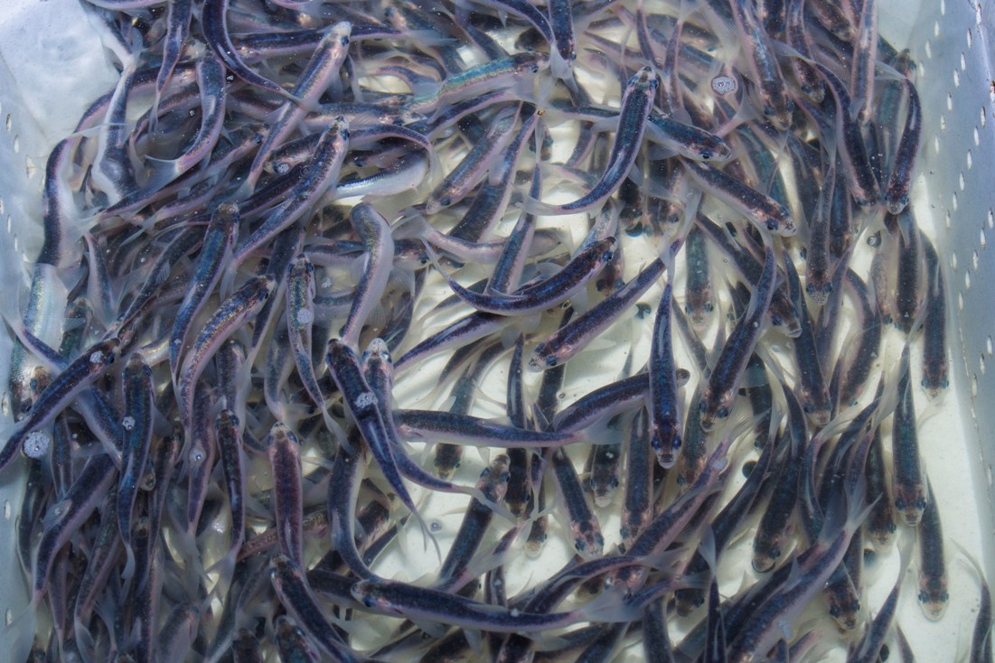 Blauwe Winde (Leuciscus idus) 