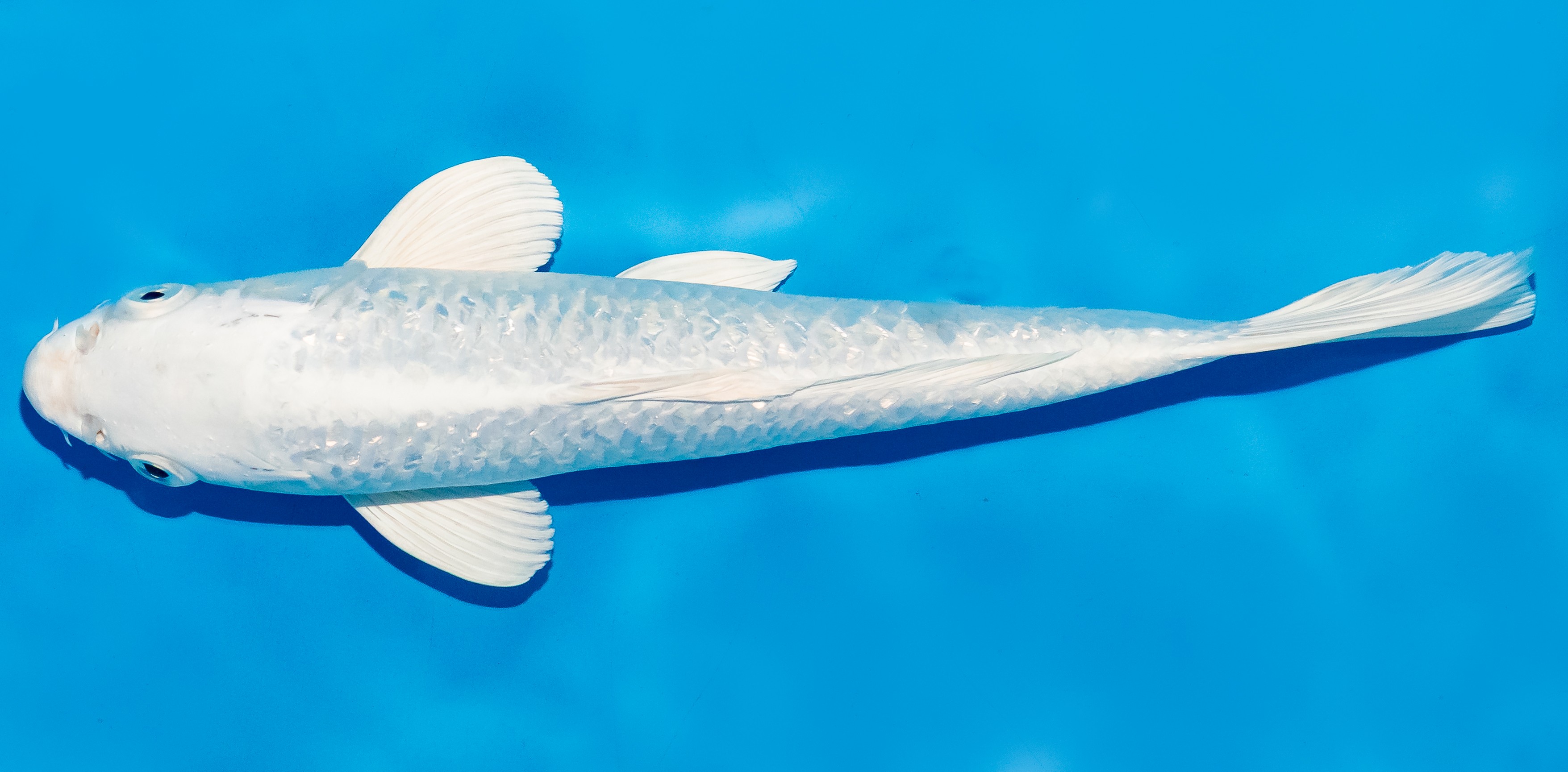 Koi 25-30cm Nr. 7904