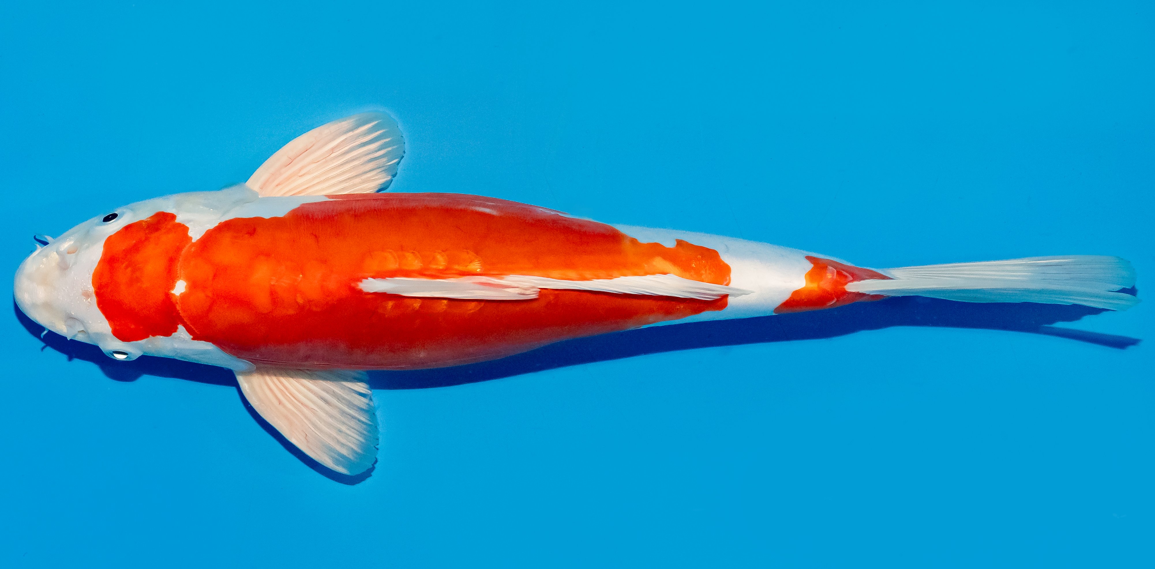 Koi 30-35cm Nr. 5121