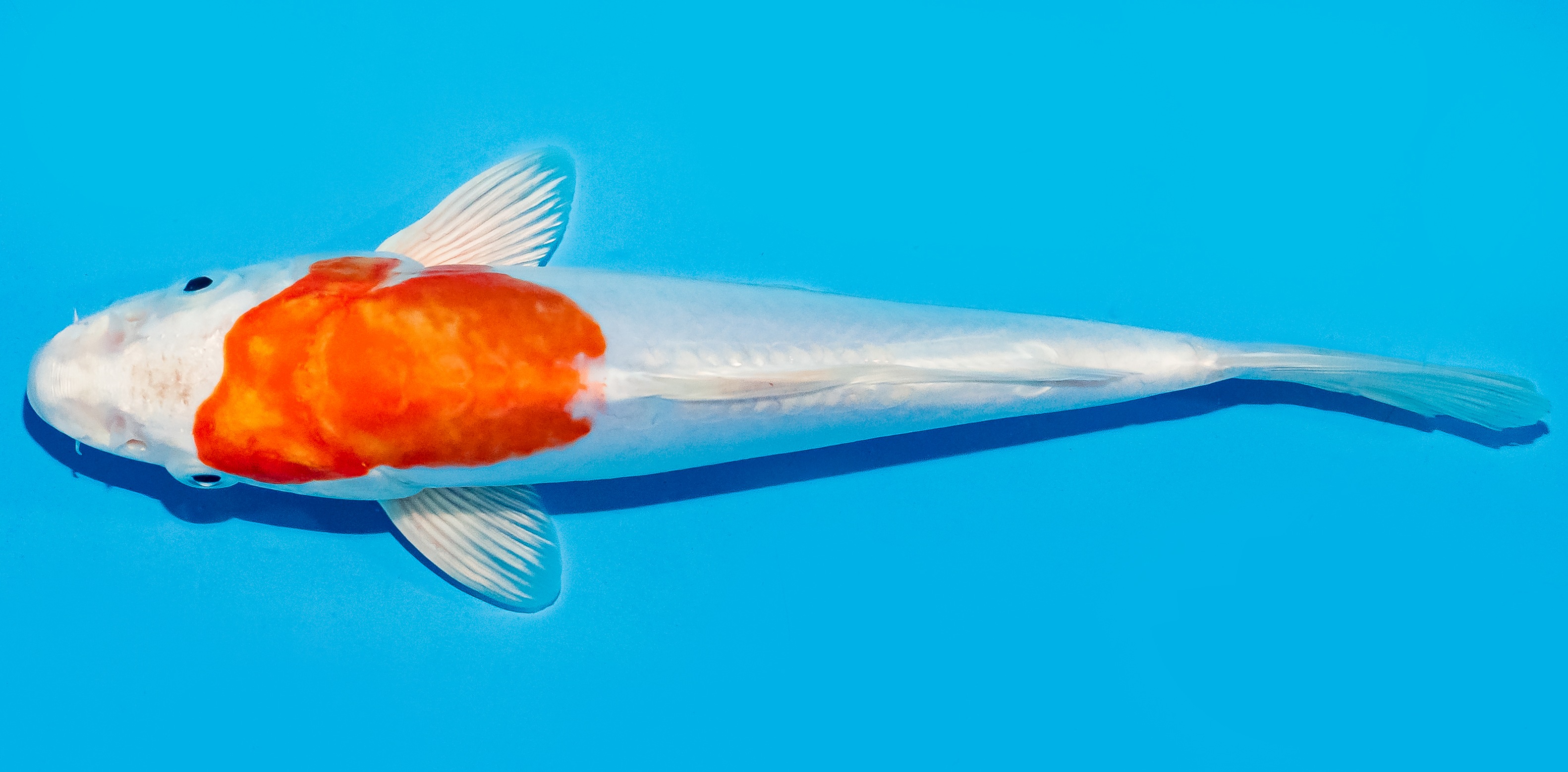 Koi 20-25cm Nr. 8611