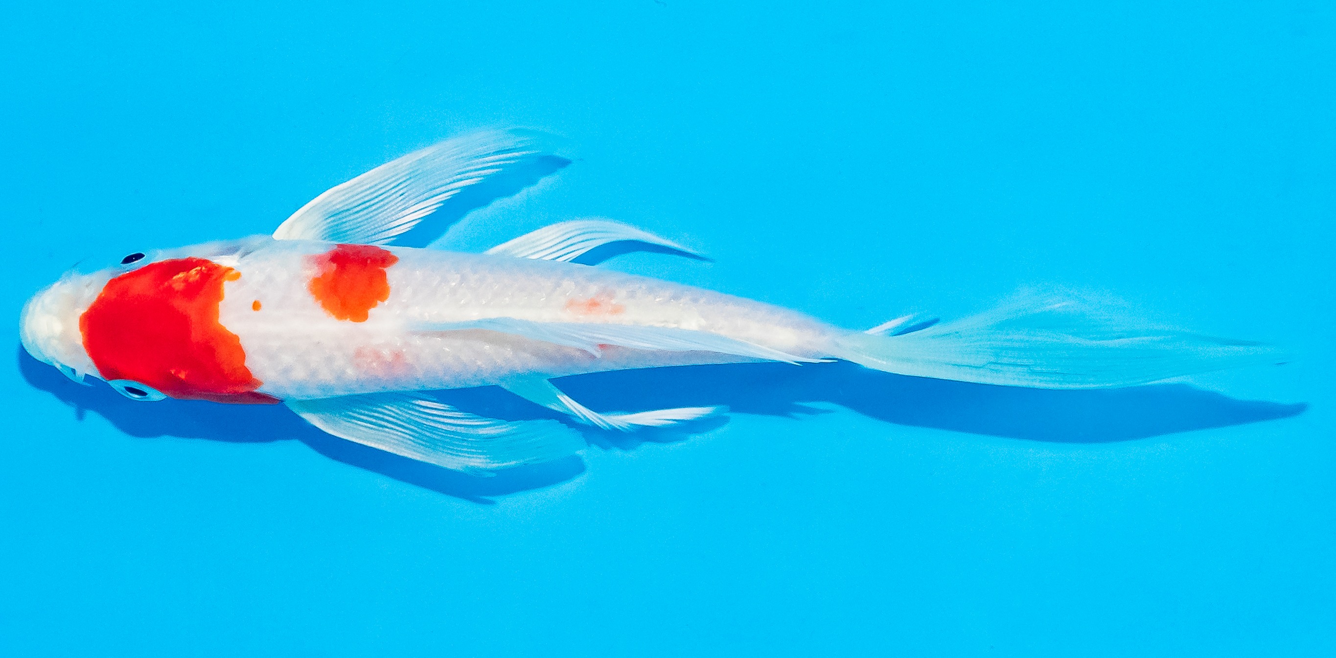 Butterfly Koi 14-17cm Nr. 3702