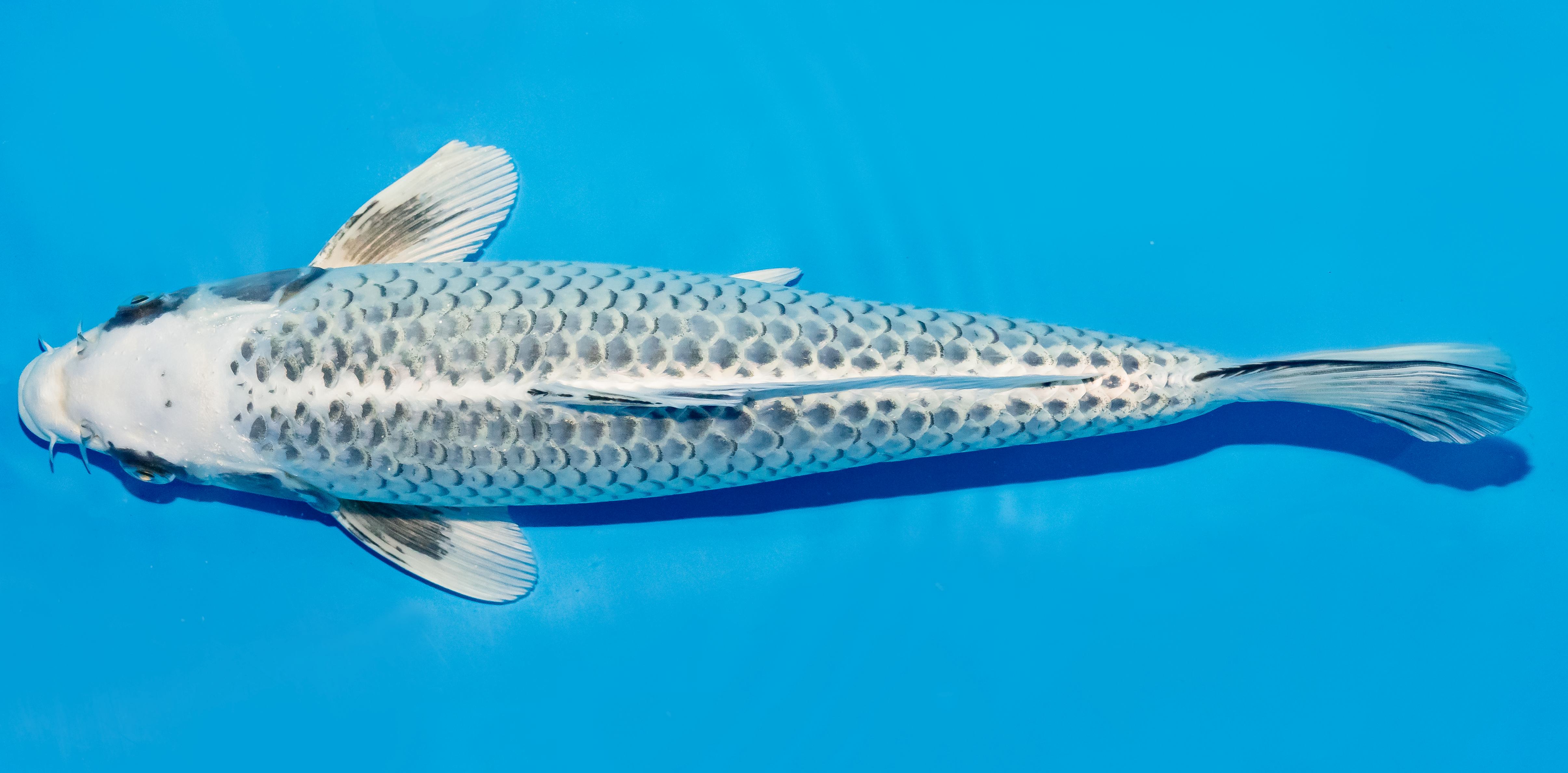 Koi 35-40cm Nr. 5025