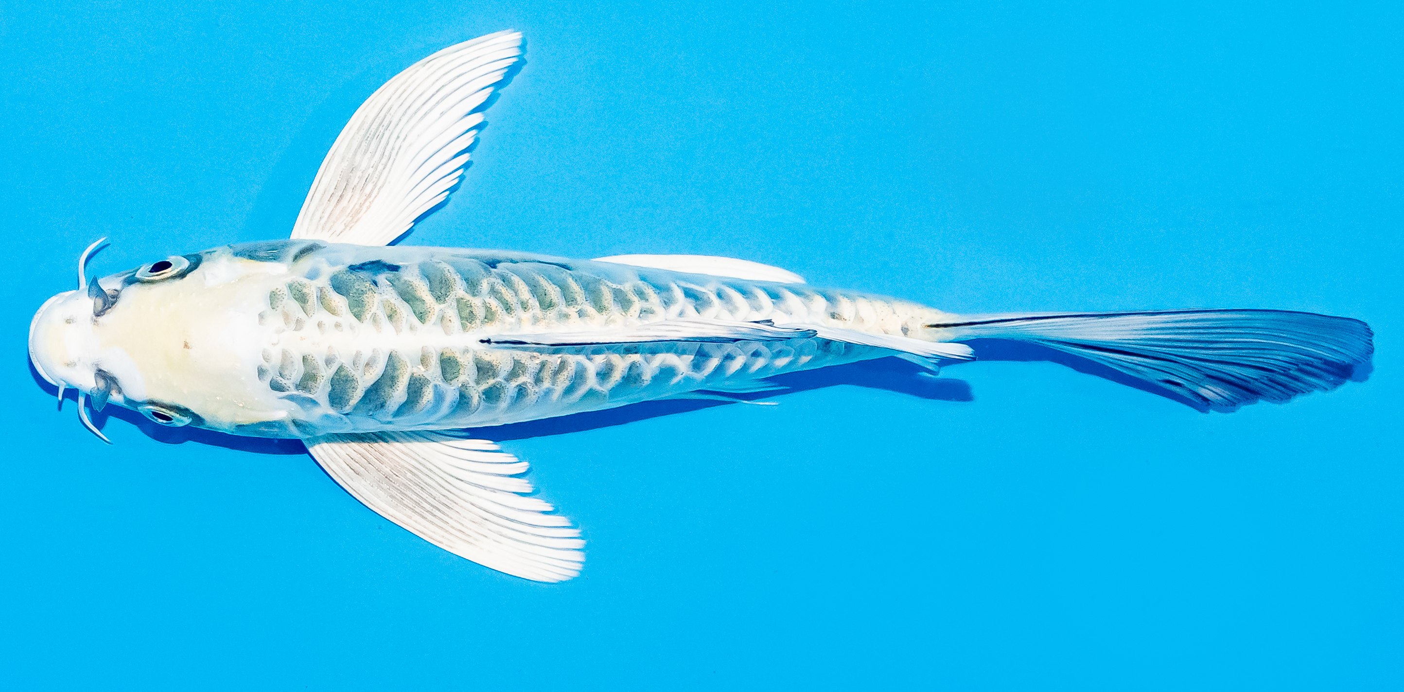 Butterfly Koi 20-25cm Nr. 5426