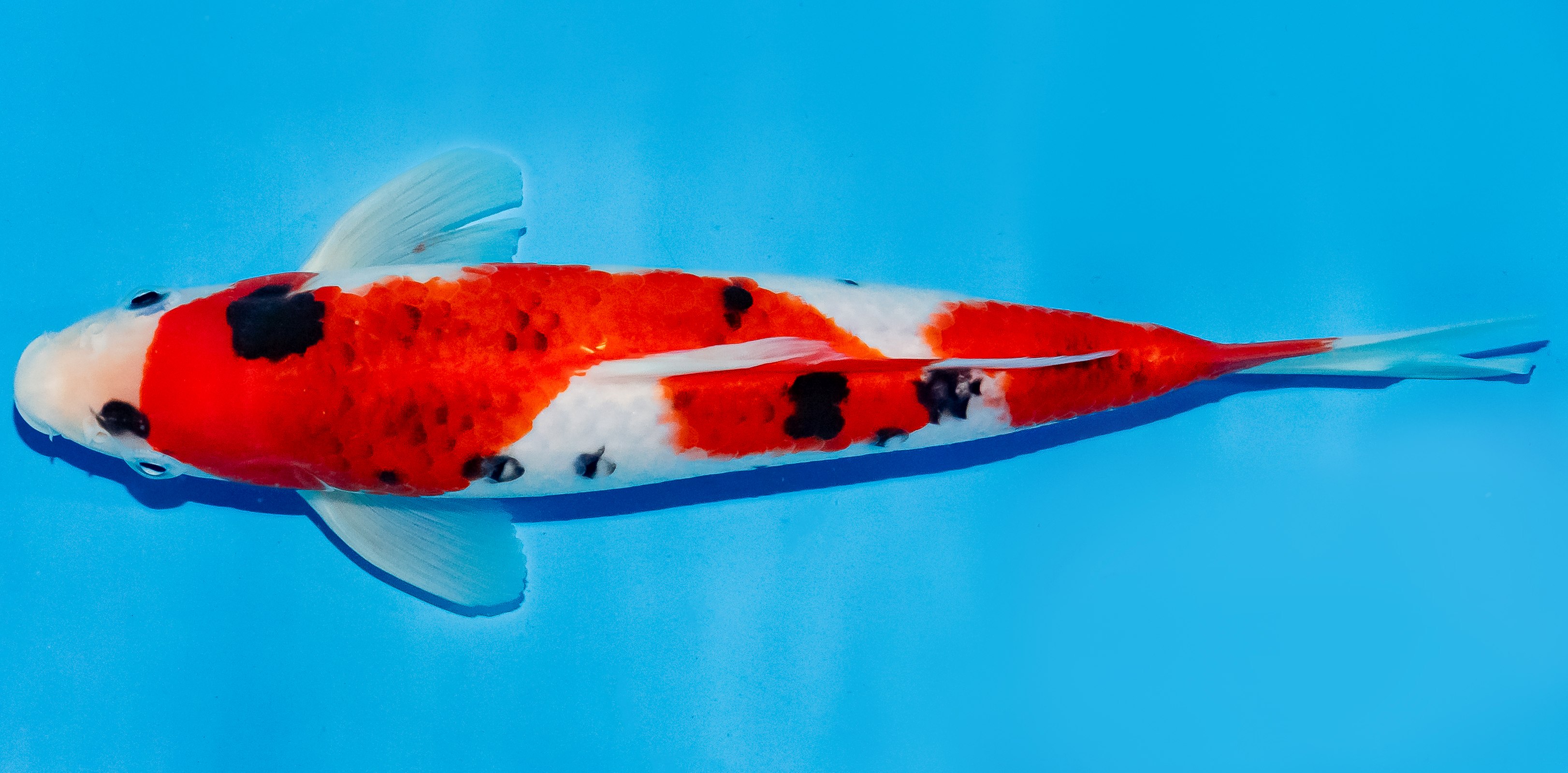 Koi 25-30cm Nr. 5224