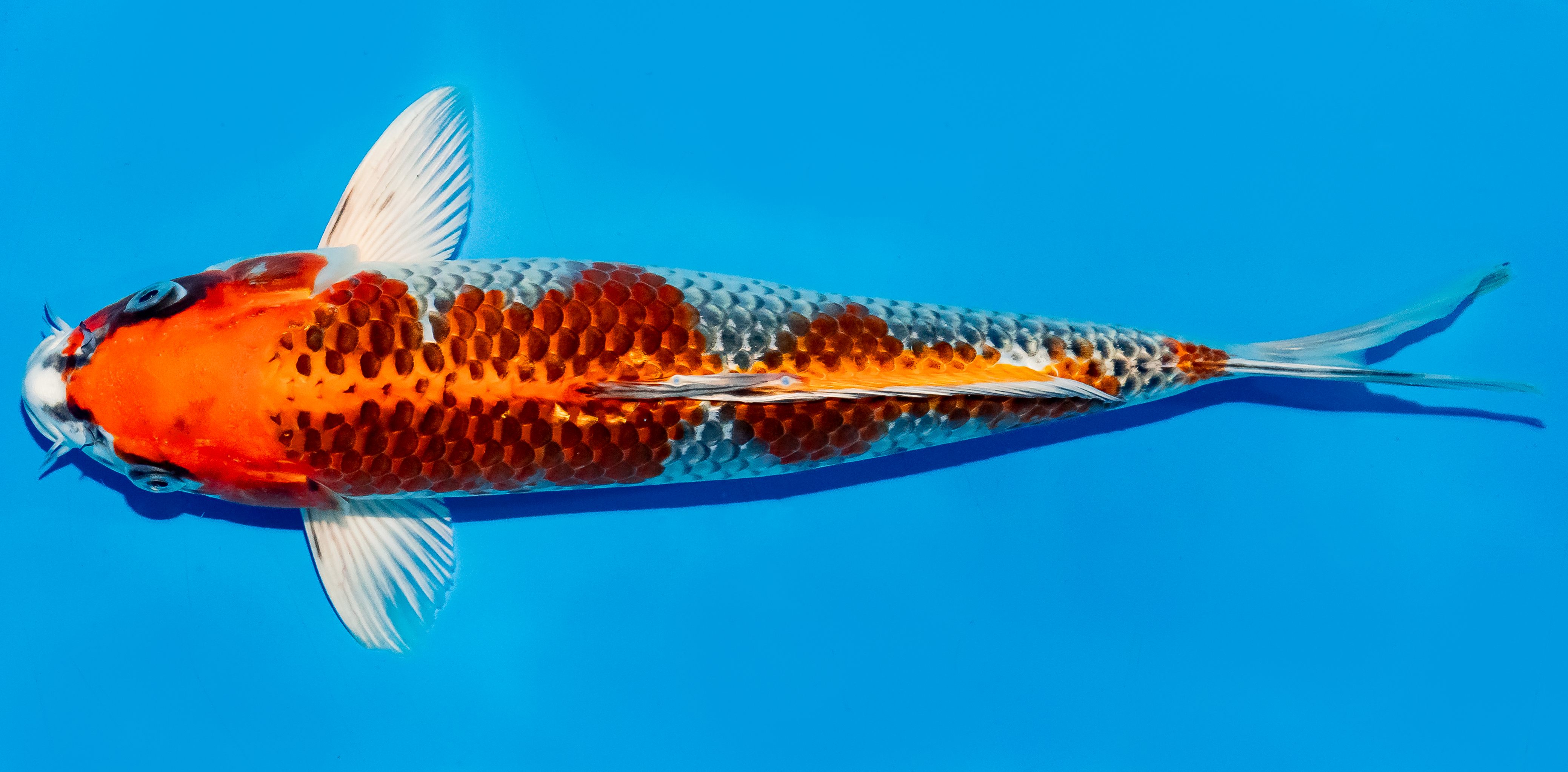 Koi 30-35cm Nr. 6357