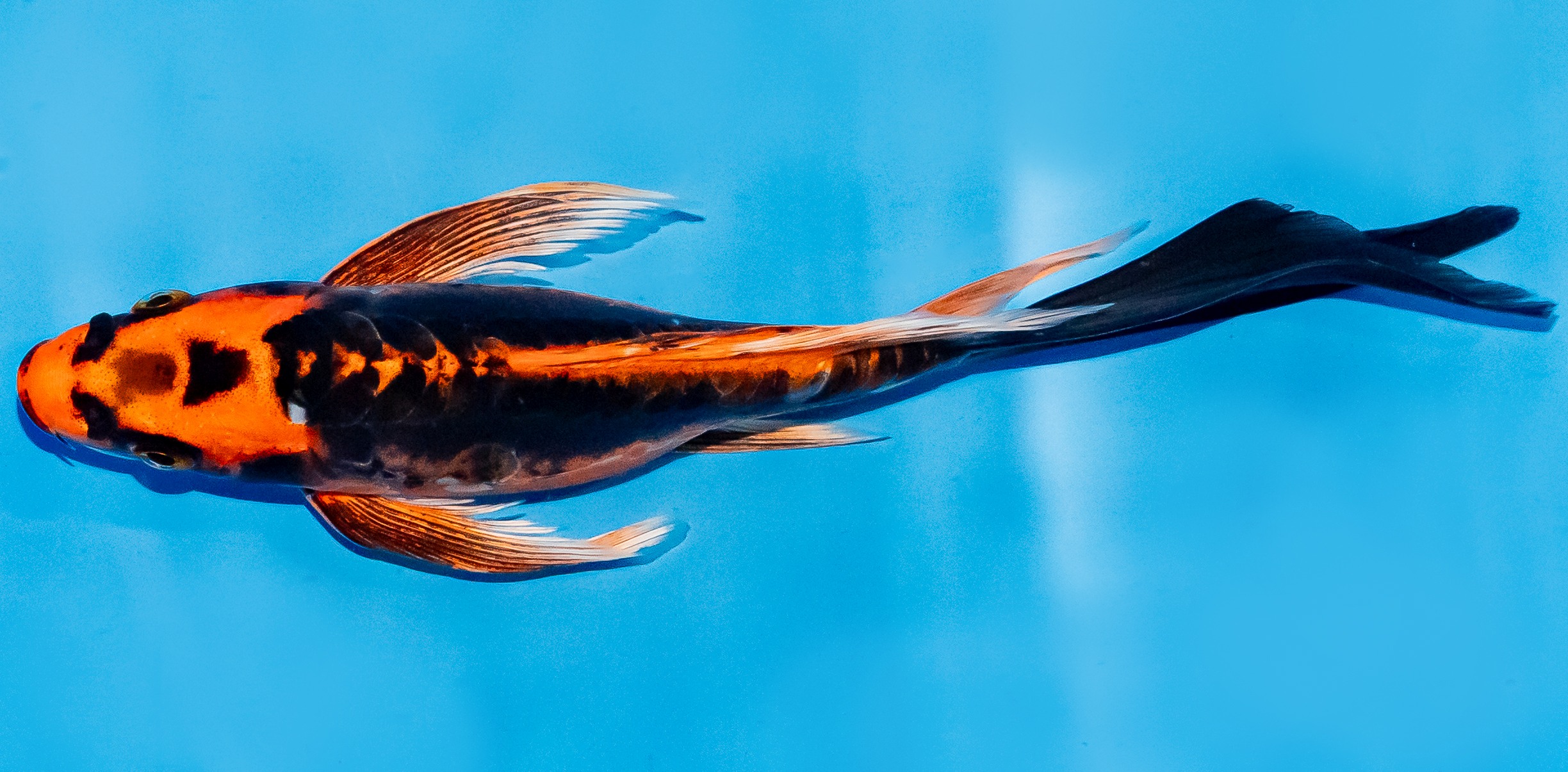 Butterfly Koi 20-25cm Nr. 8502